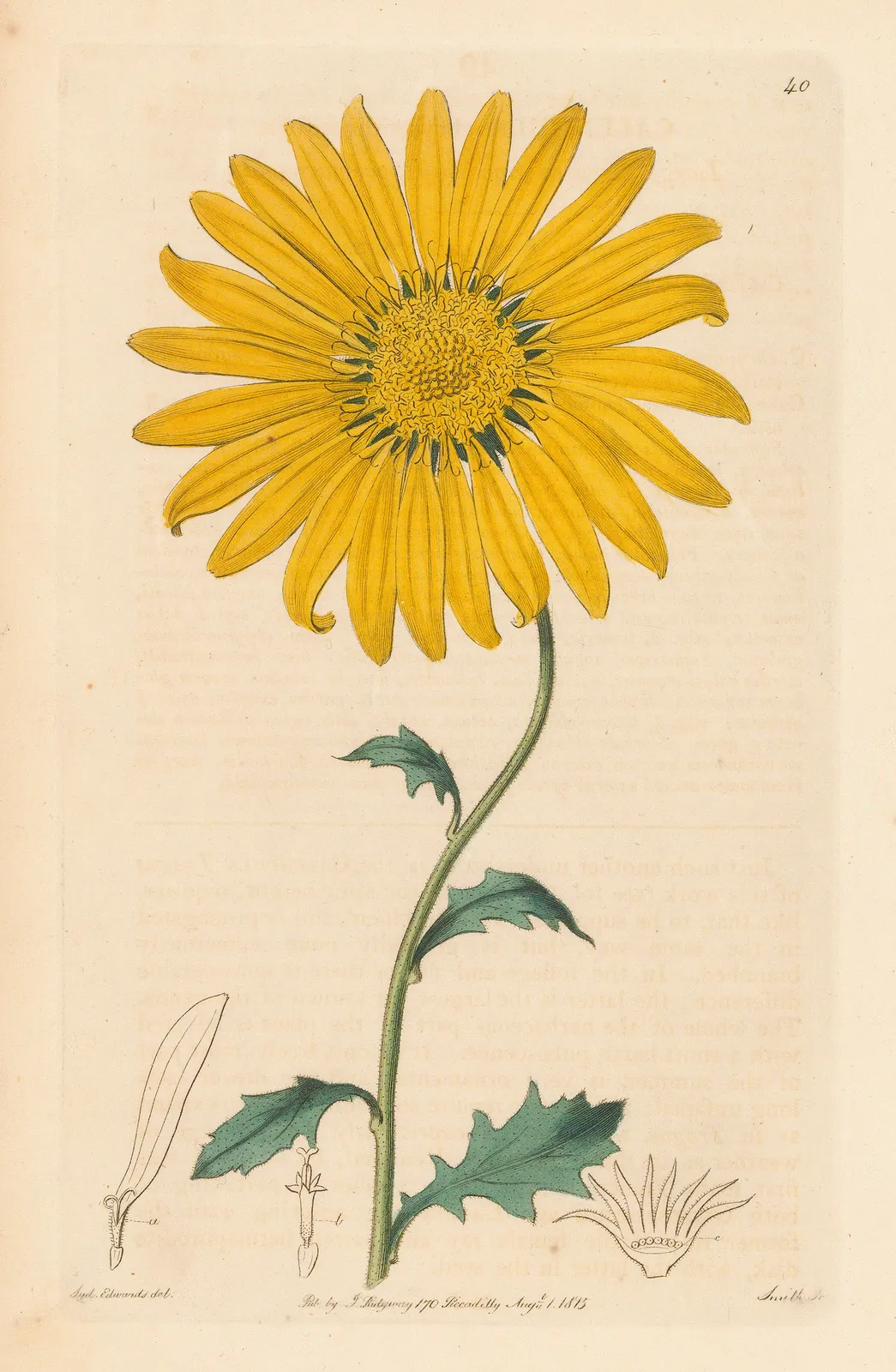 Botanical Register, Cape Marigold, 1815