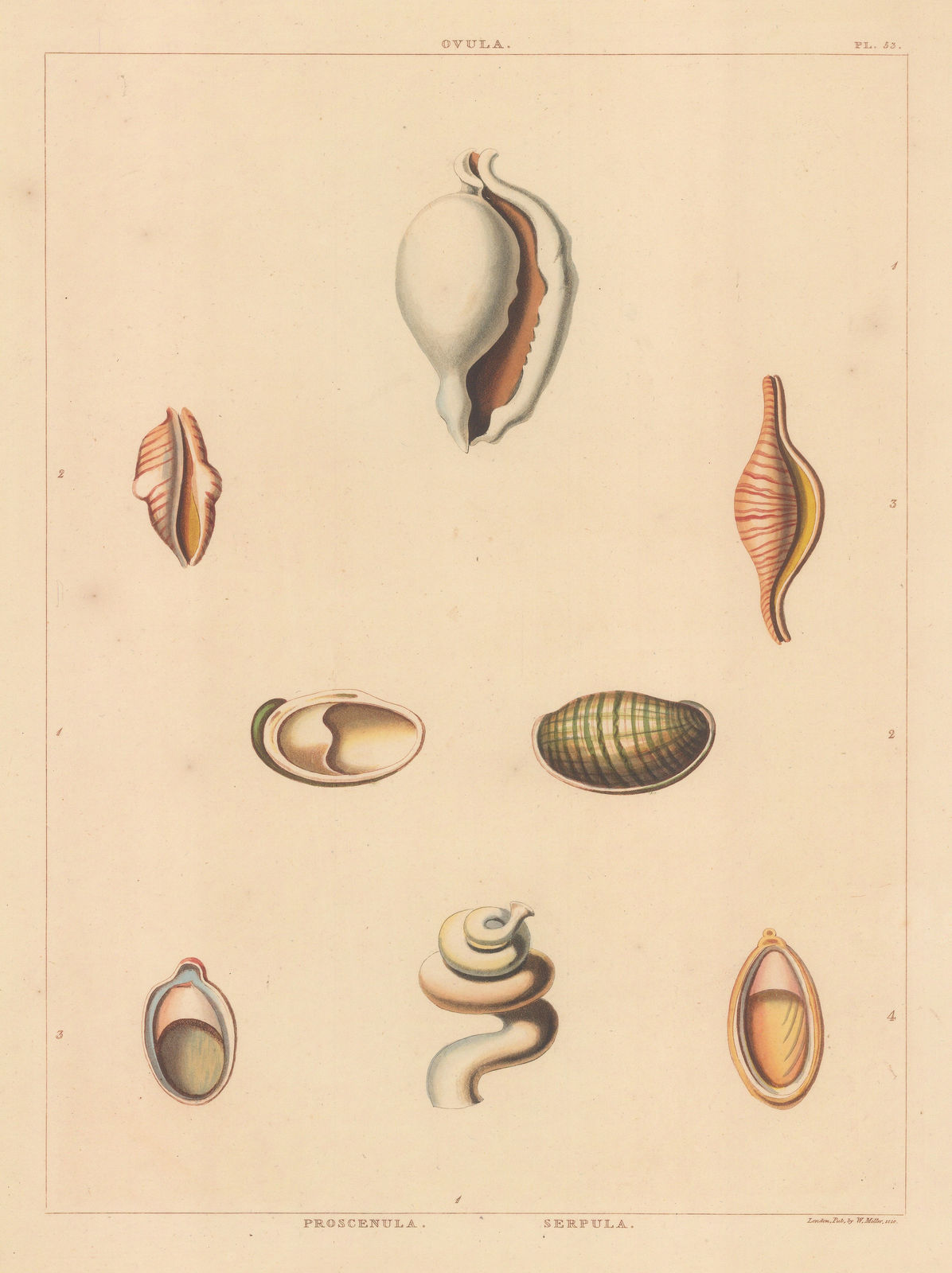 George Perry, Shells - Univalves, 1810