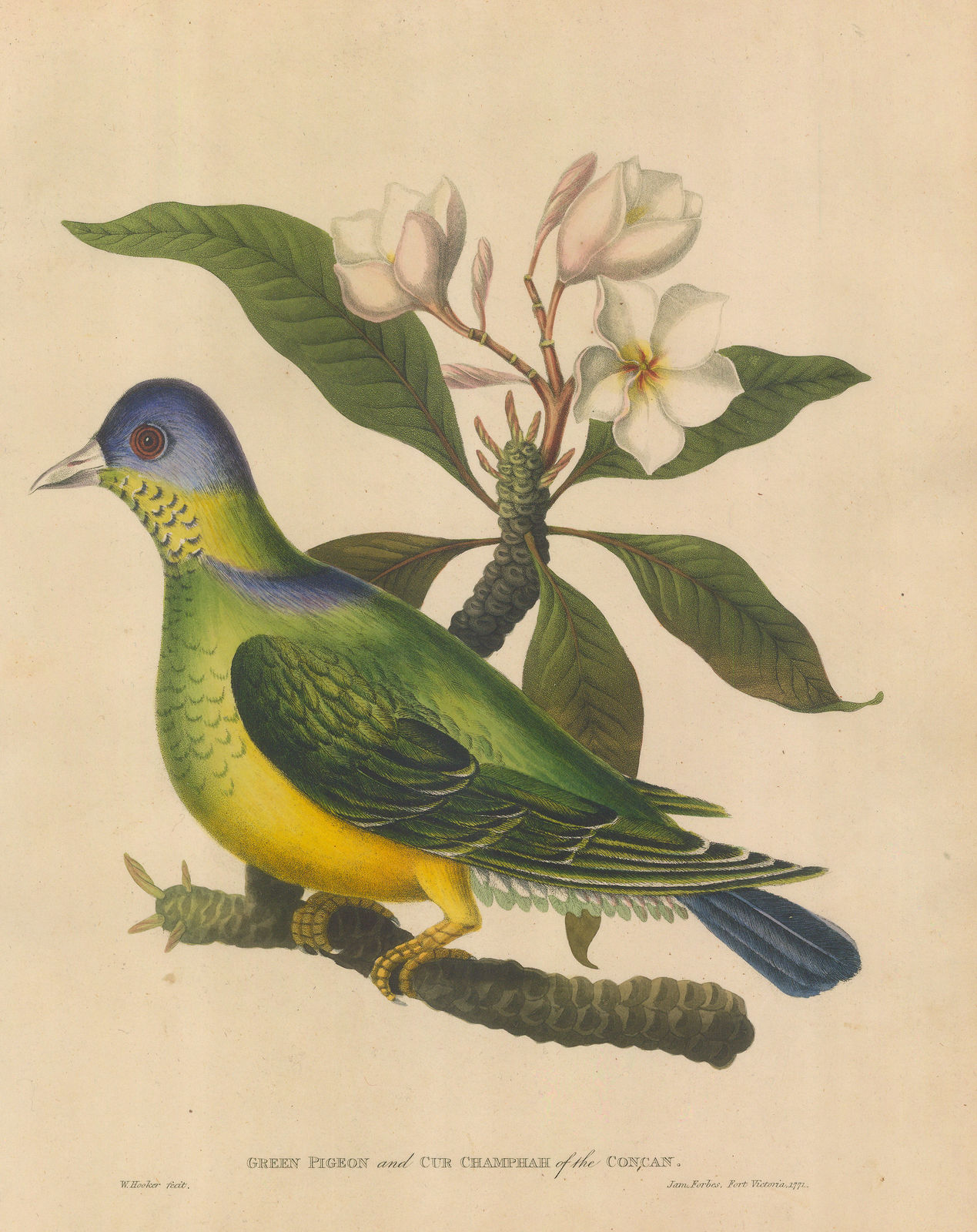 James Forbes, Pigeon - Green Pigeon and Champa Tree, 1813