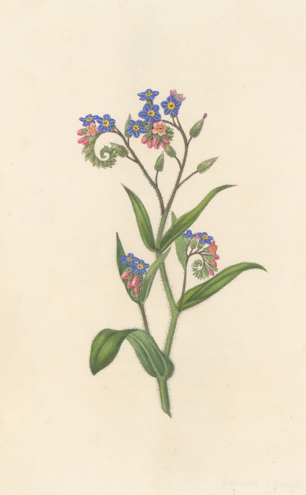 Rebecca Hey, Forget-me-not, 1833