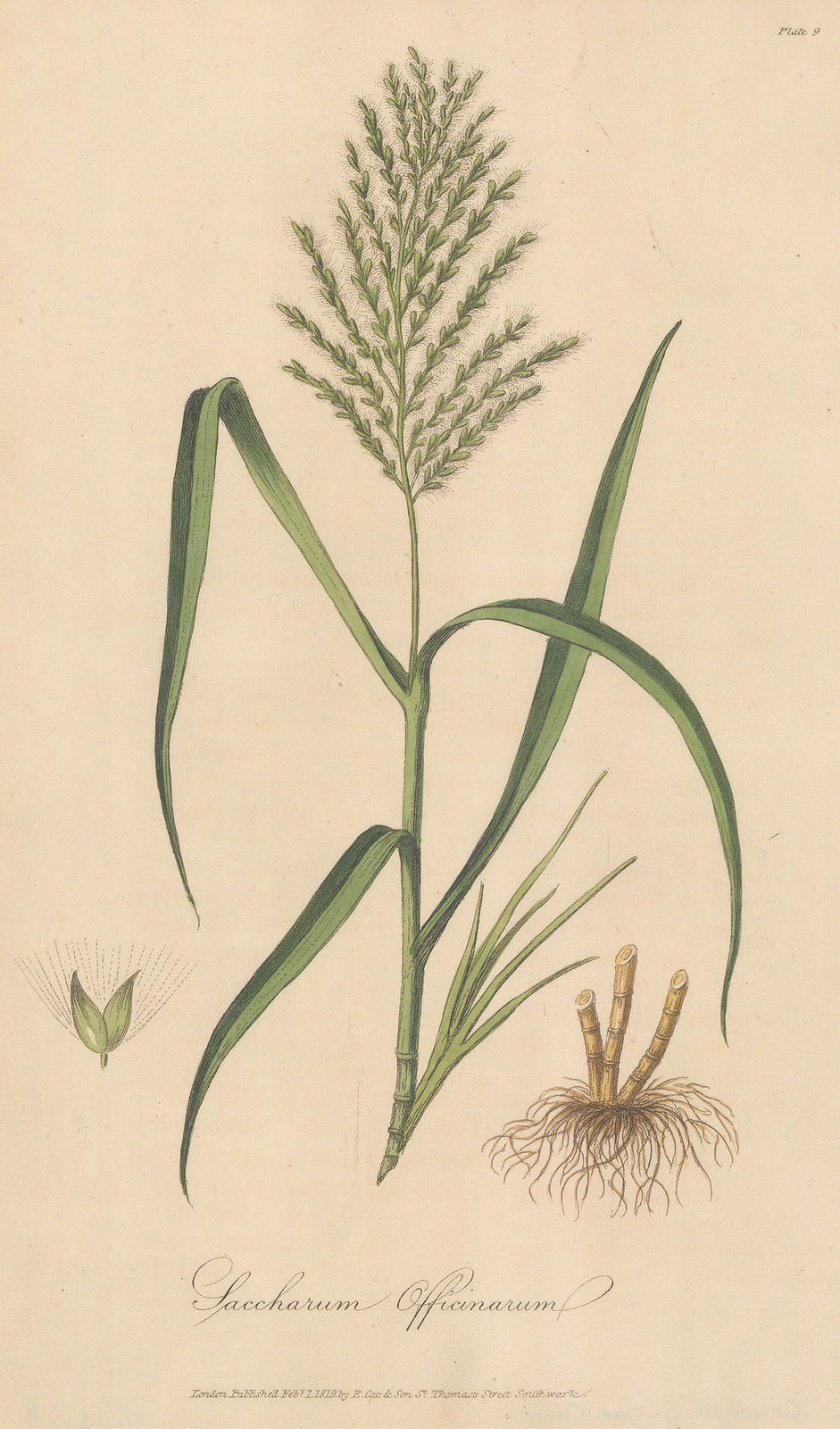 E. Cox & Son, Sugar Cane, 1821