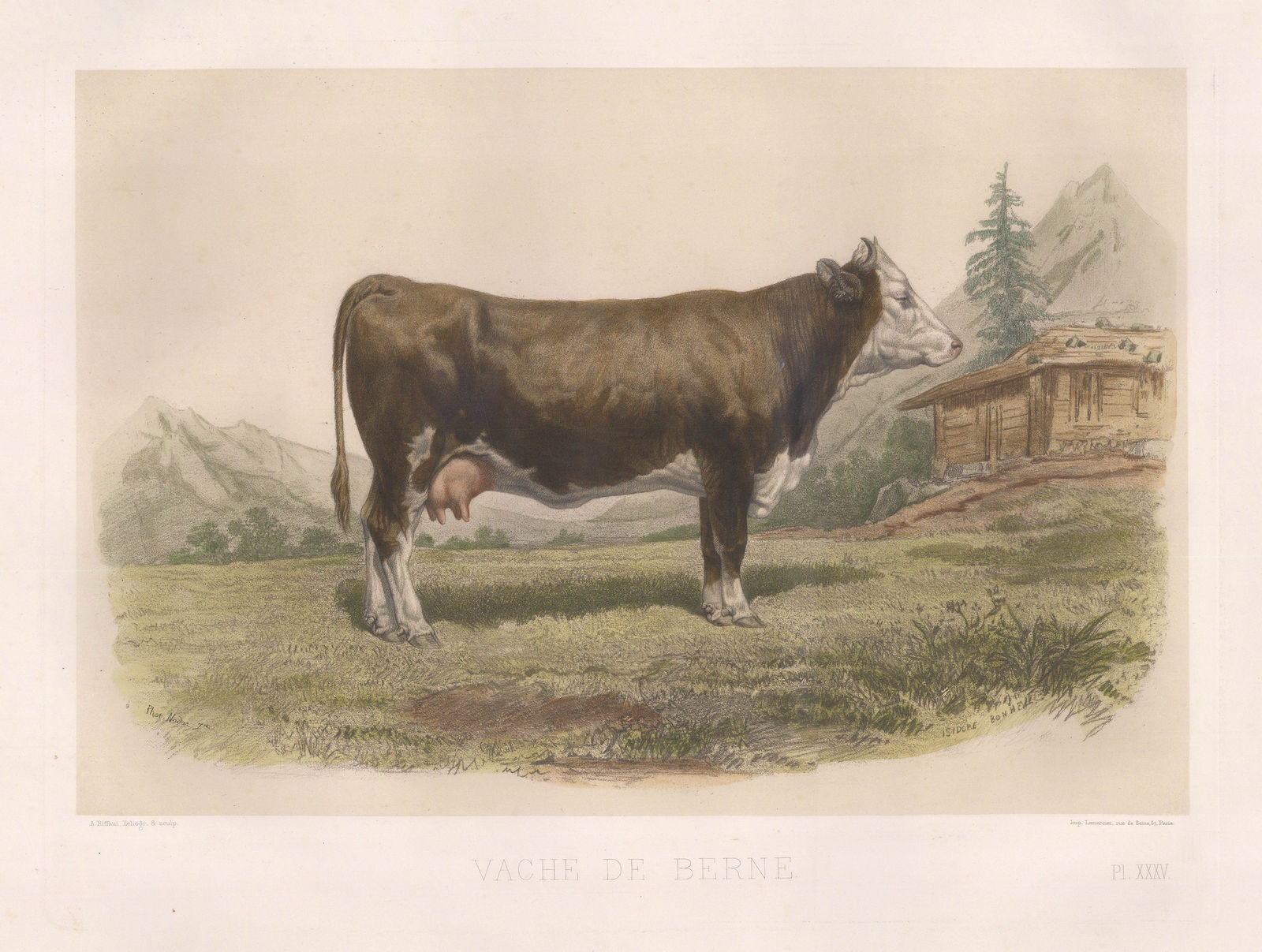 Imprimerie Lemercier, Cattle - Berne Cow, 1865 c.