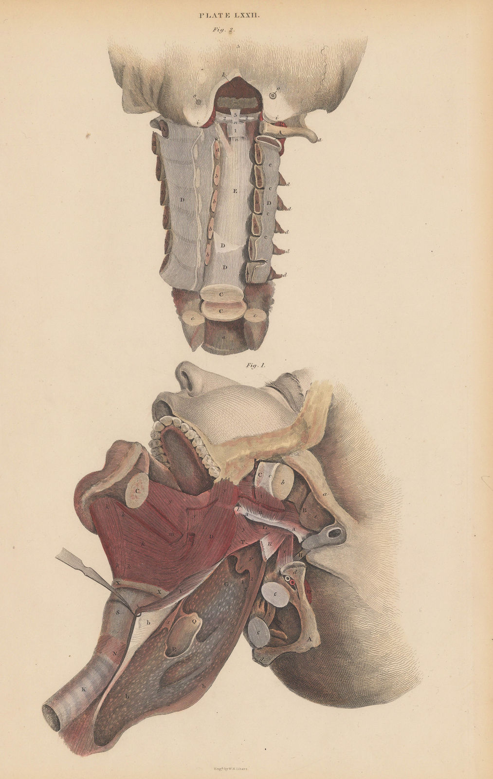 John & William Lizars, Anatomy - Neck, jaw and skull, 1840