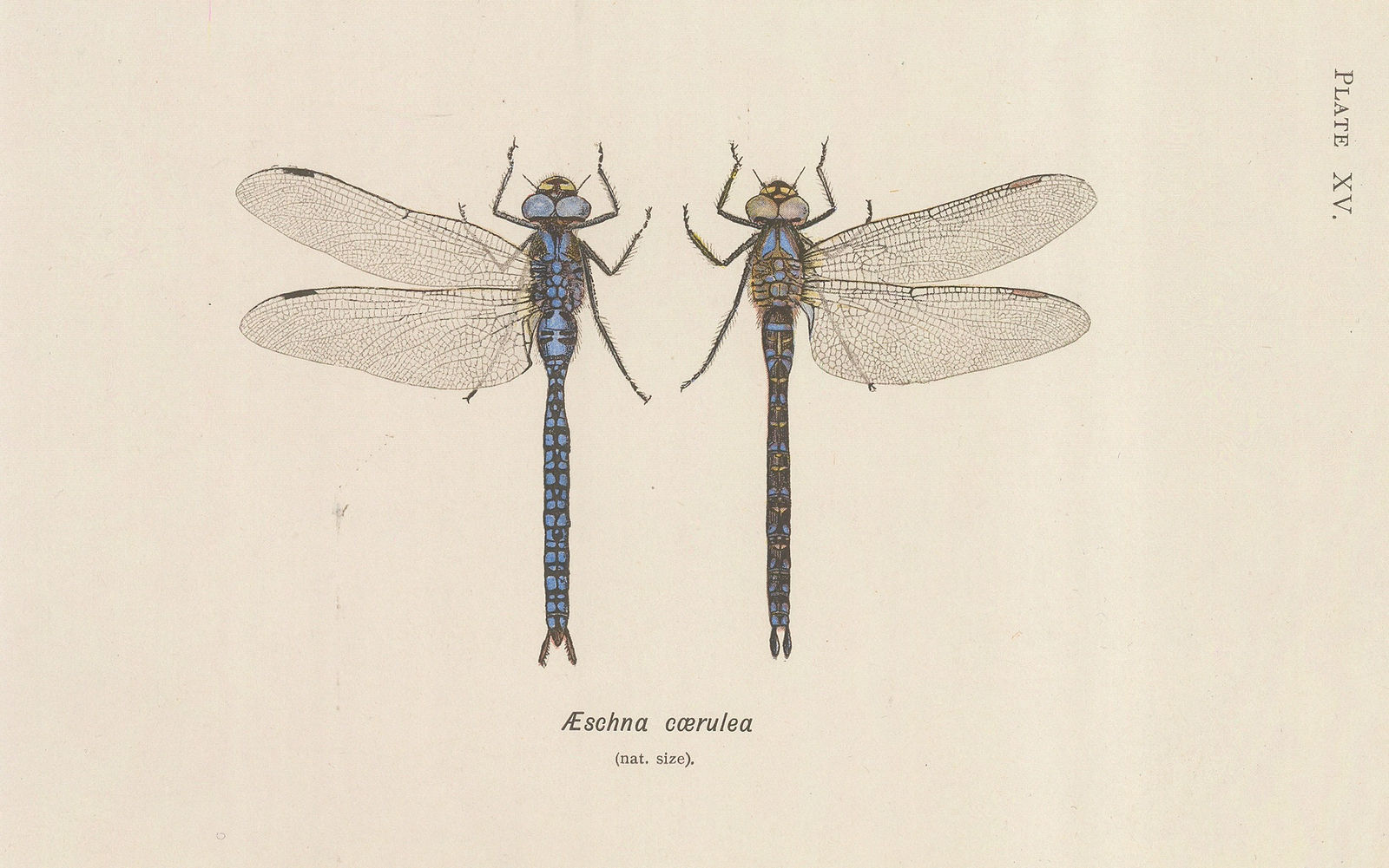 W. J. Lucas, Insects - Dragonflies, 1899