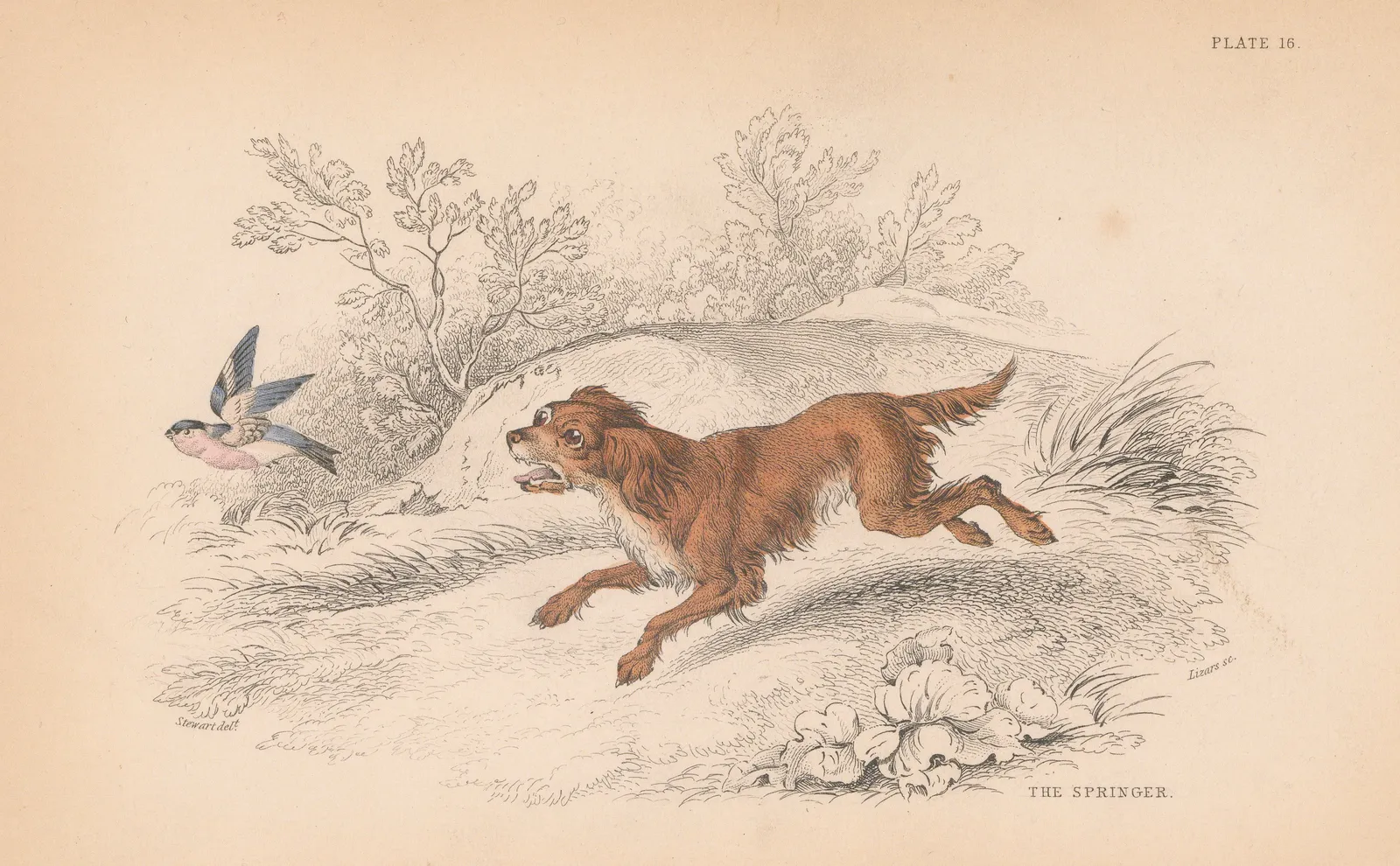 Sir William Jardine, Dog - Springer Spaniel, 1840