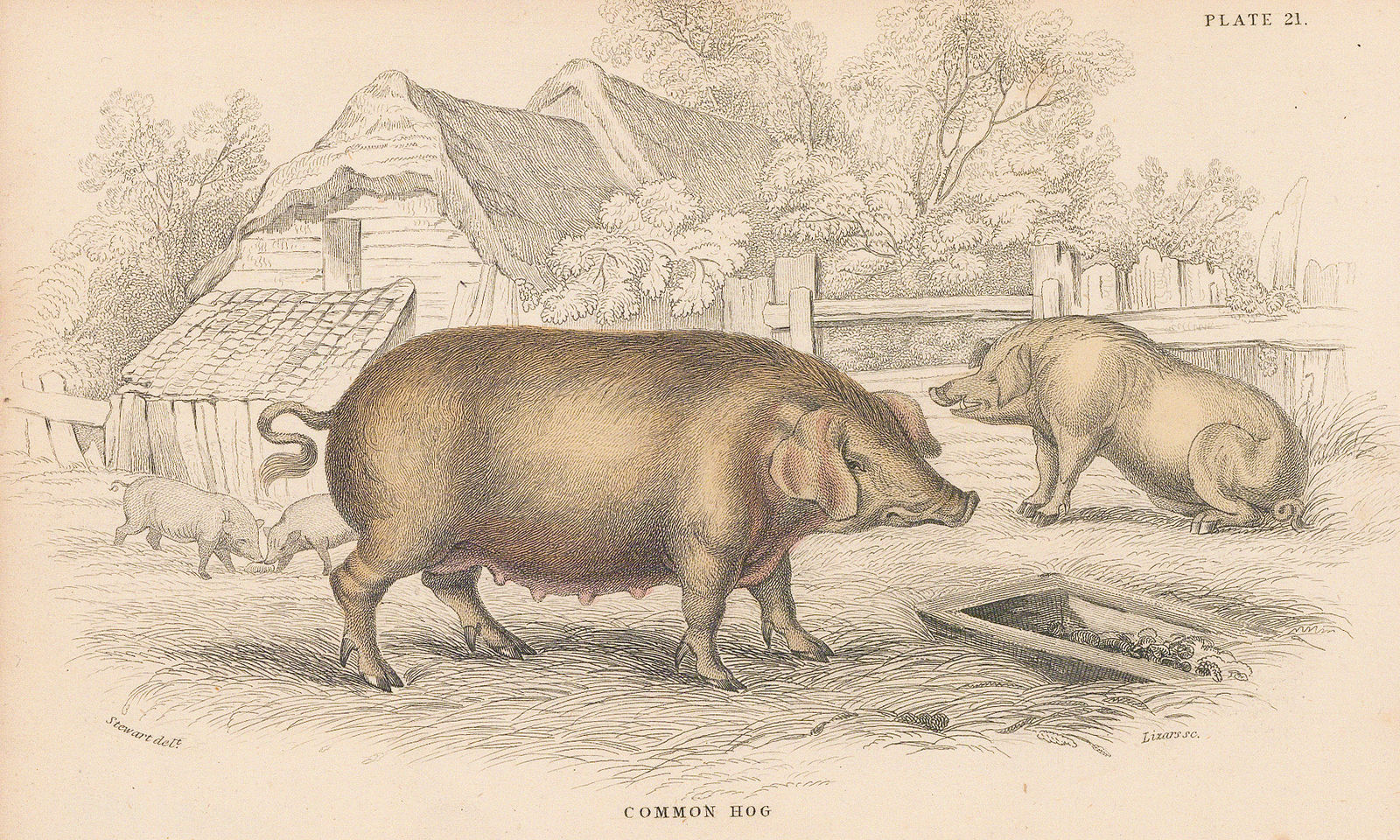 Sir William Jardine, Pig - Domestic hog, 1836