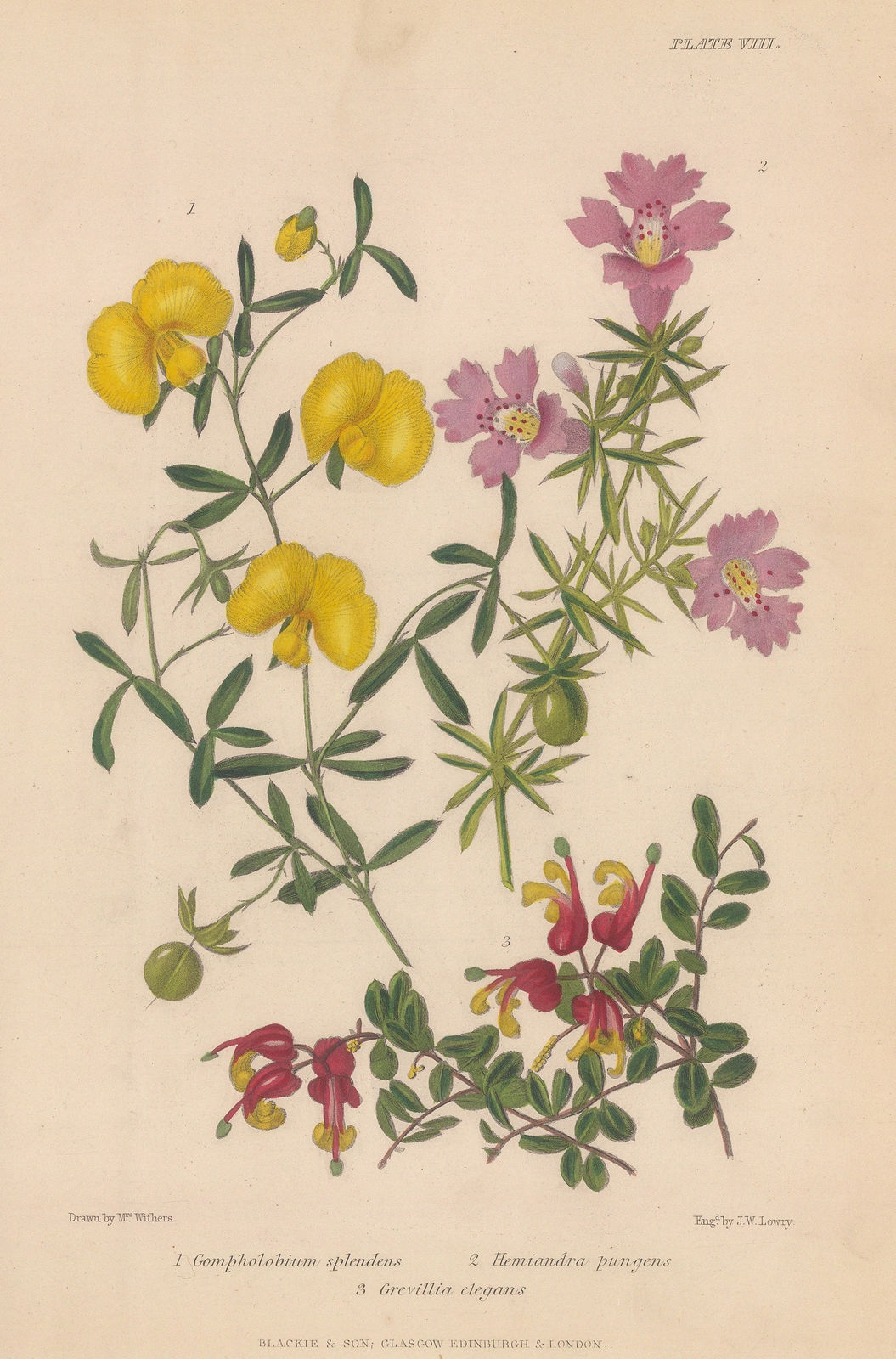 Robert Thompson, Snake bush, 1859