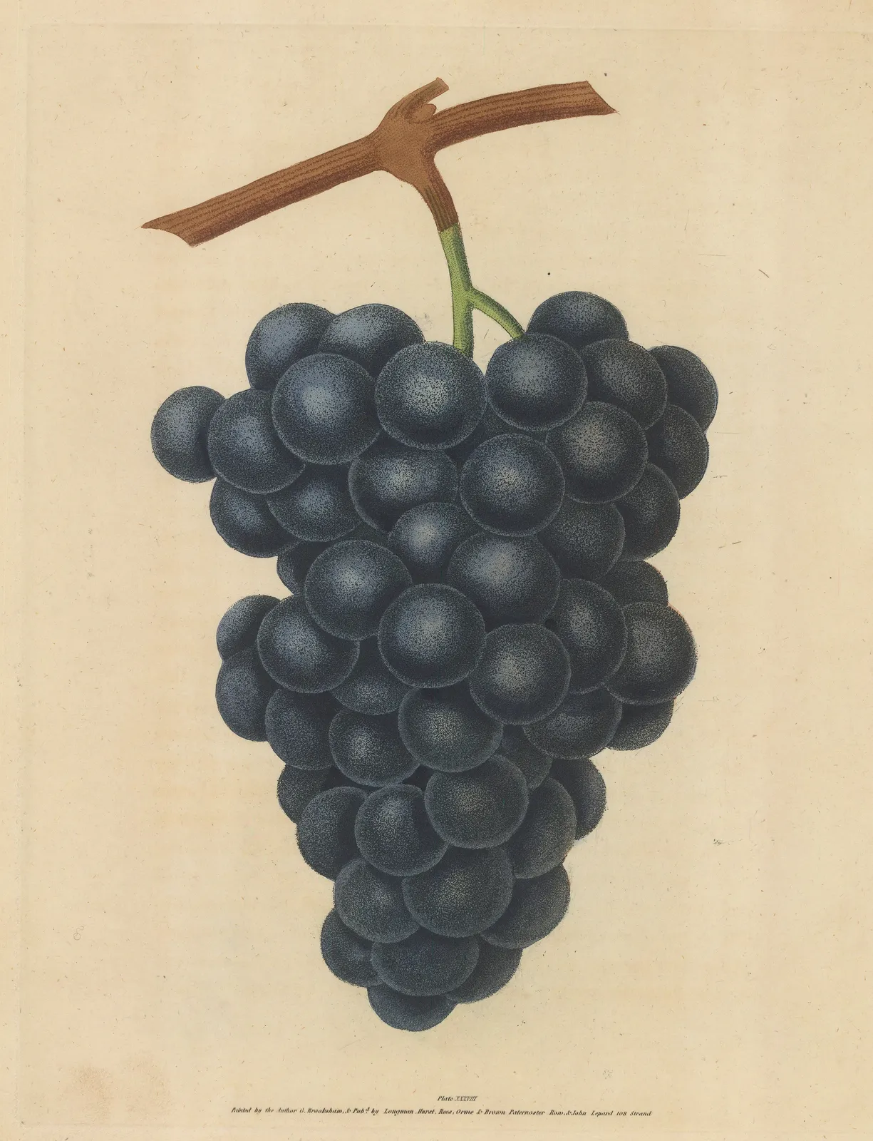 George Brookshaw, Grapes - Black Hamburg, 1817