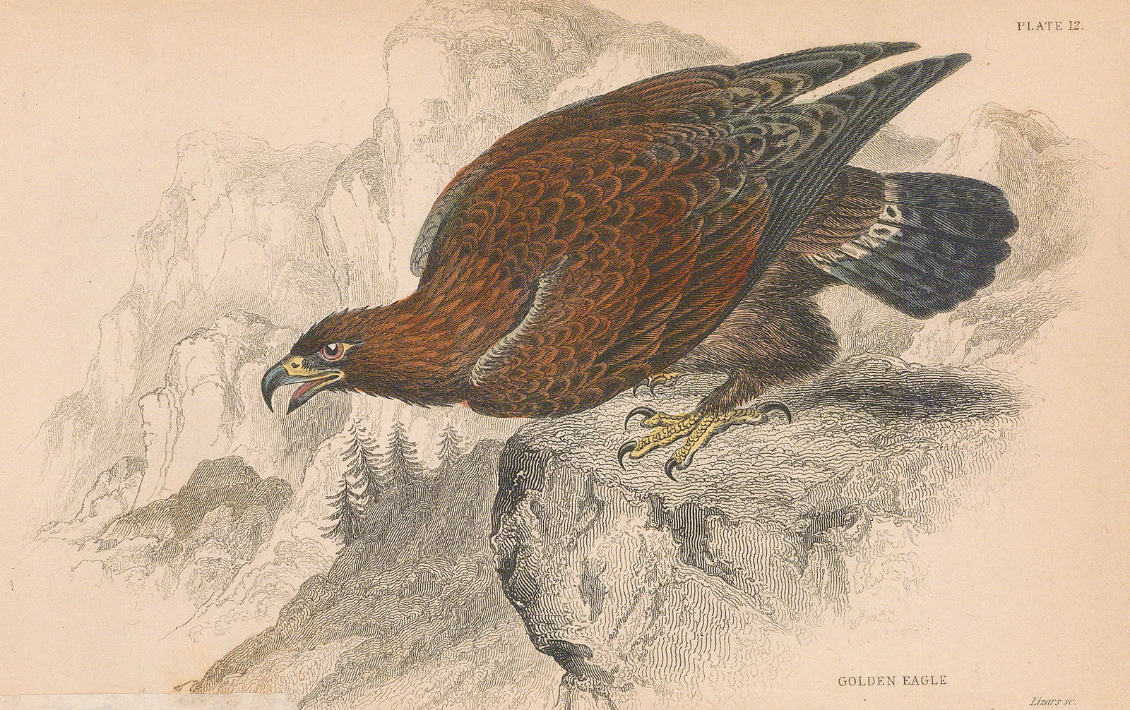 Sir William Jardine, Eagle - Golden Eagle, 1838