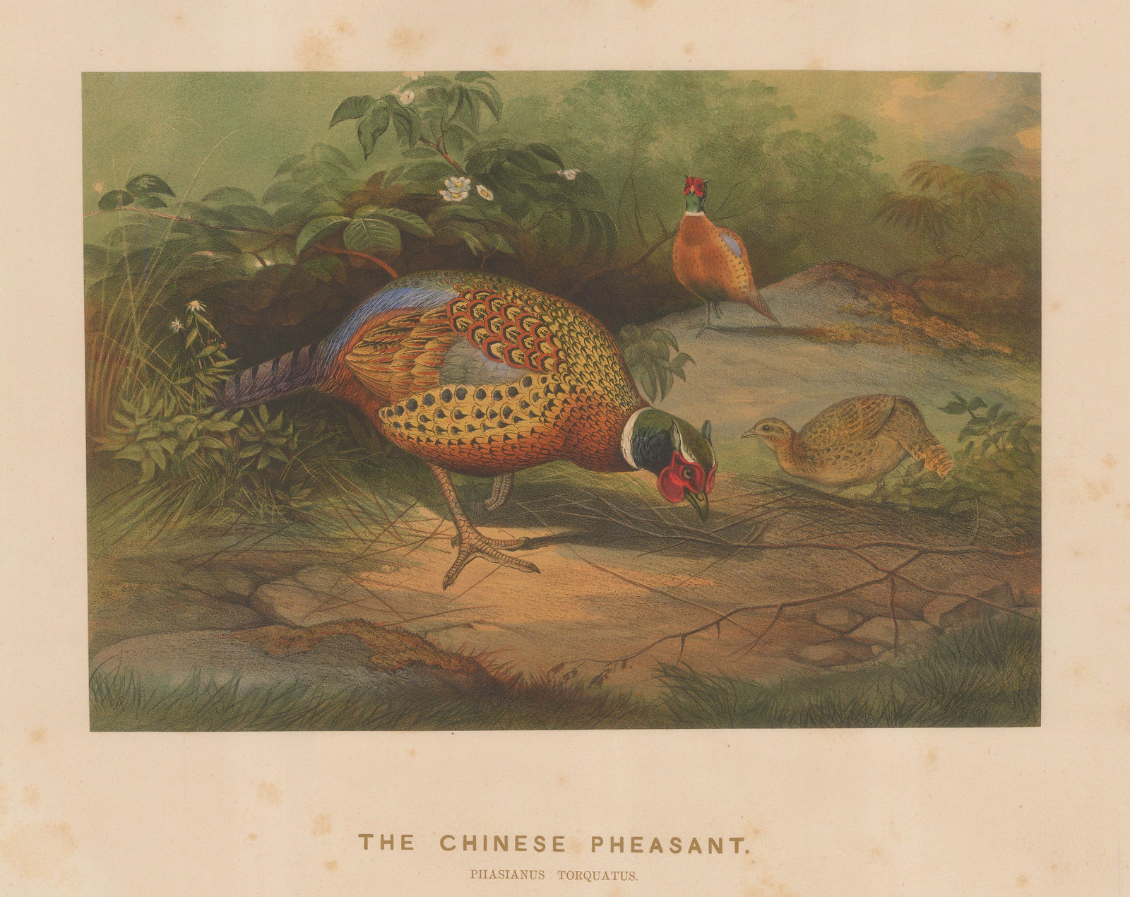 Joseph Wolf, Shooting - Chinese Pheasant, 1861