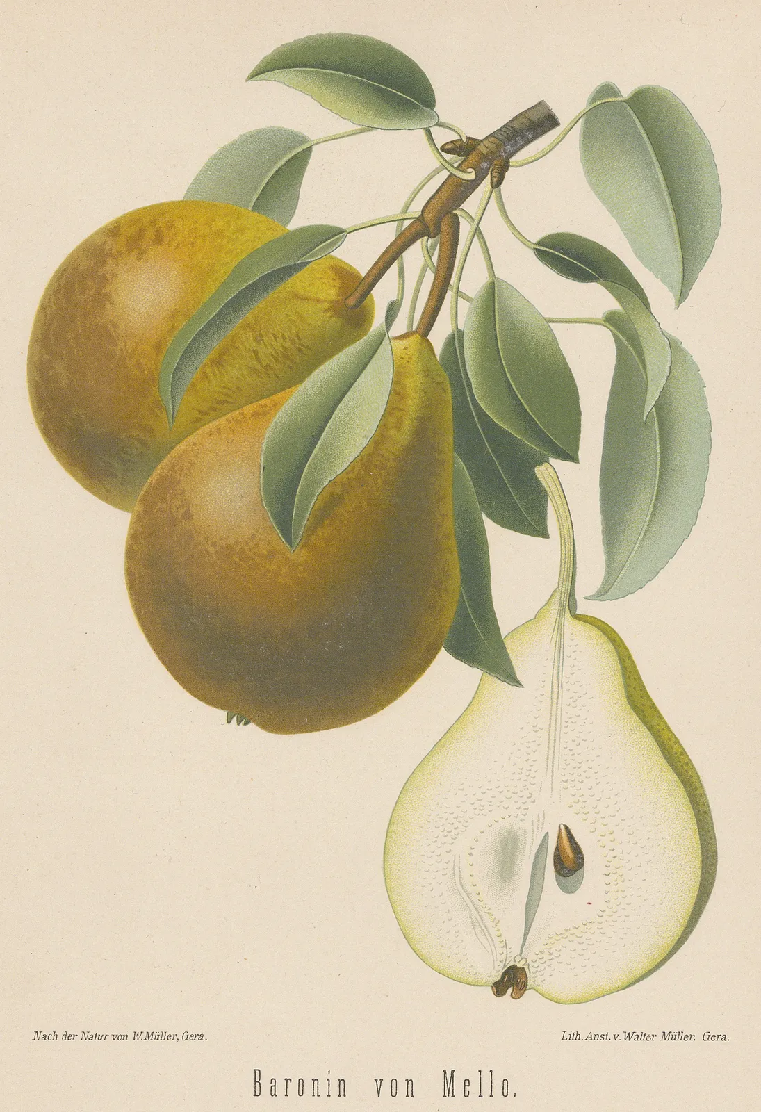 Rudolph Goethe, Pear - Baronne de Mello Pear, 1885