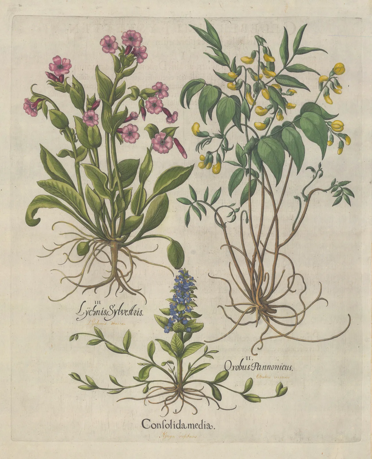 Basilius Besler, Creeping Bugle, Spring Vetch and Red Campion, 1640 c.