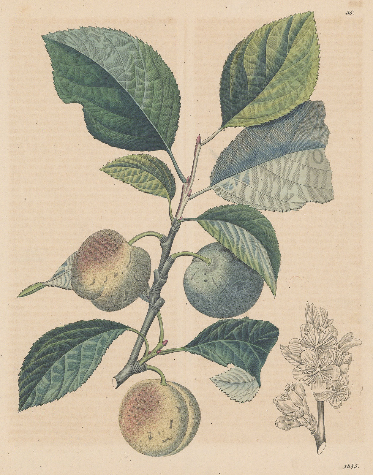 Carl Hoffmann, Greengage, 1845