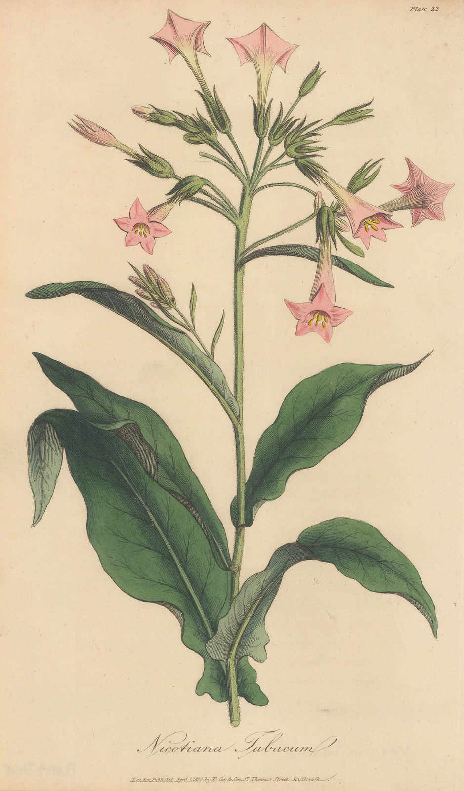 E. Cox & Son, Tobacco, 1821