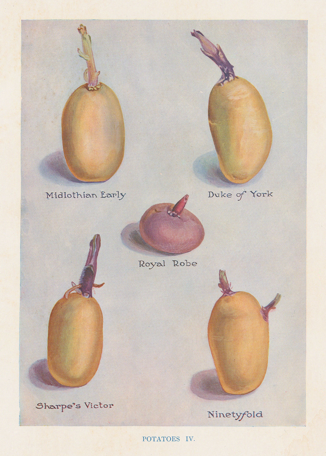 John Wright, Potatoes, 1890 c.