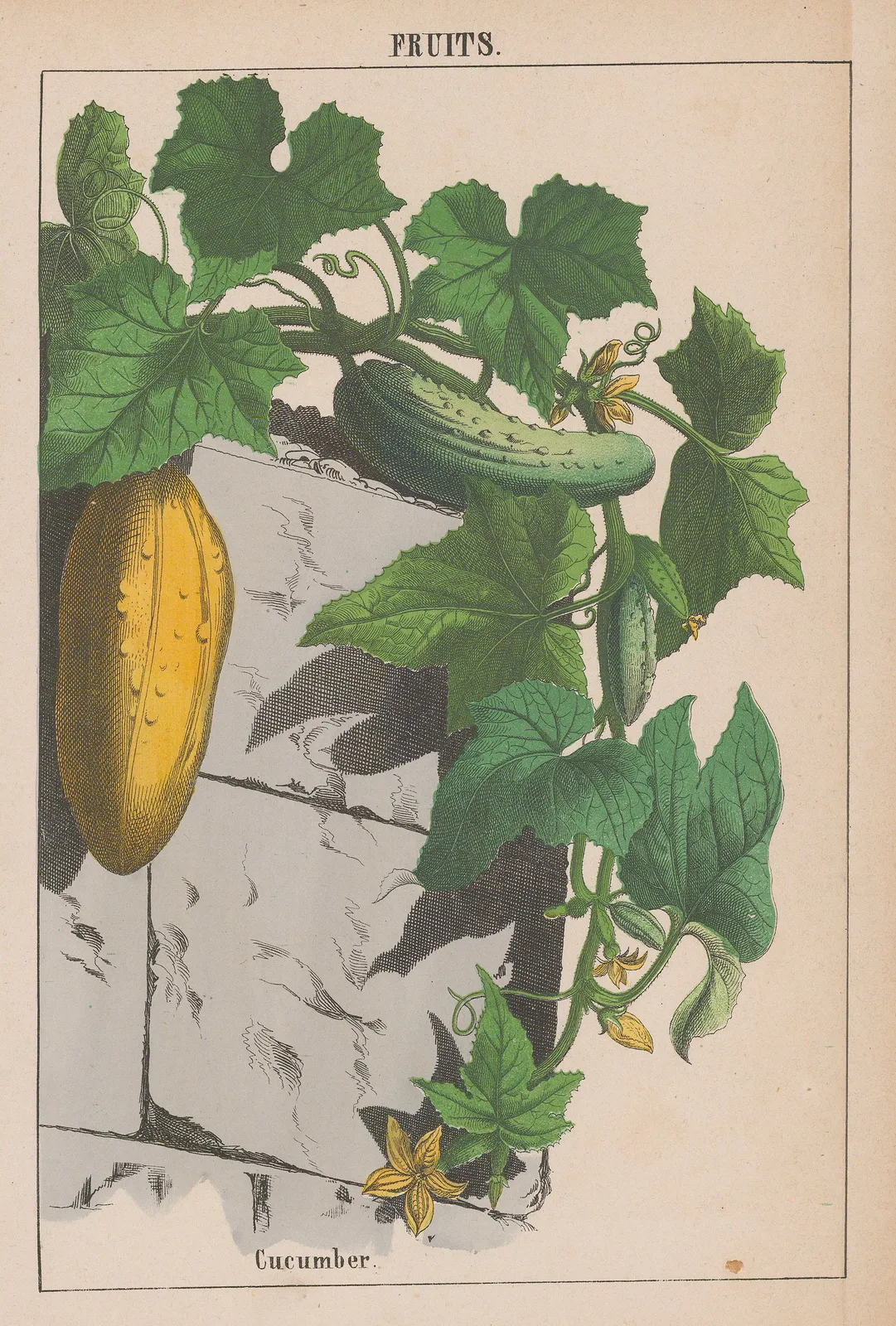 Charlotte Yonge, Vegetables - Cucumber, 1863 c.