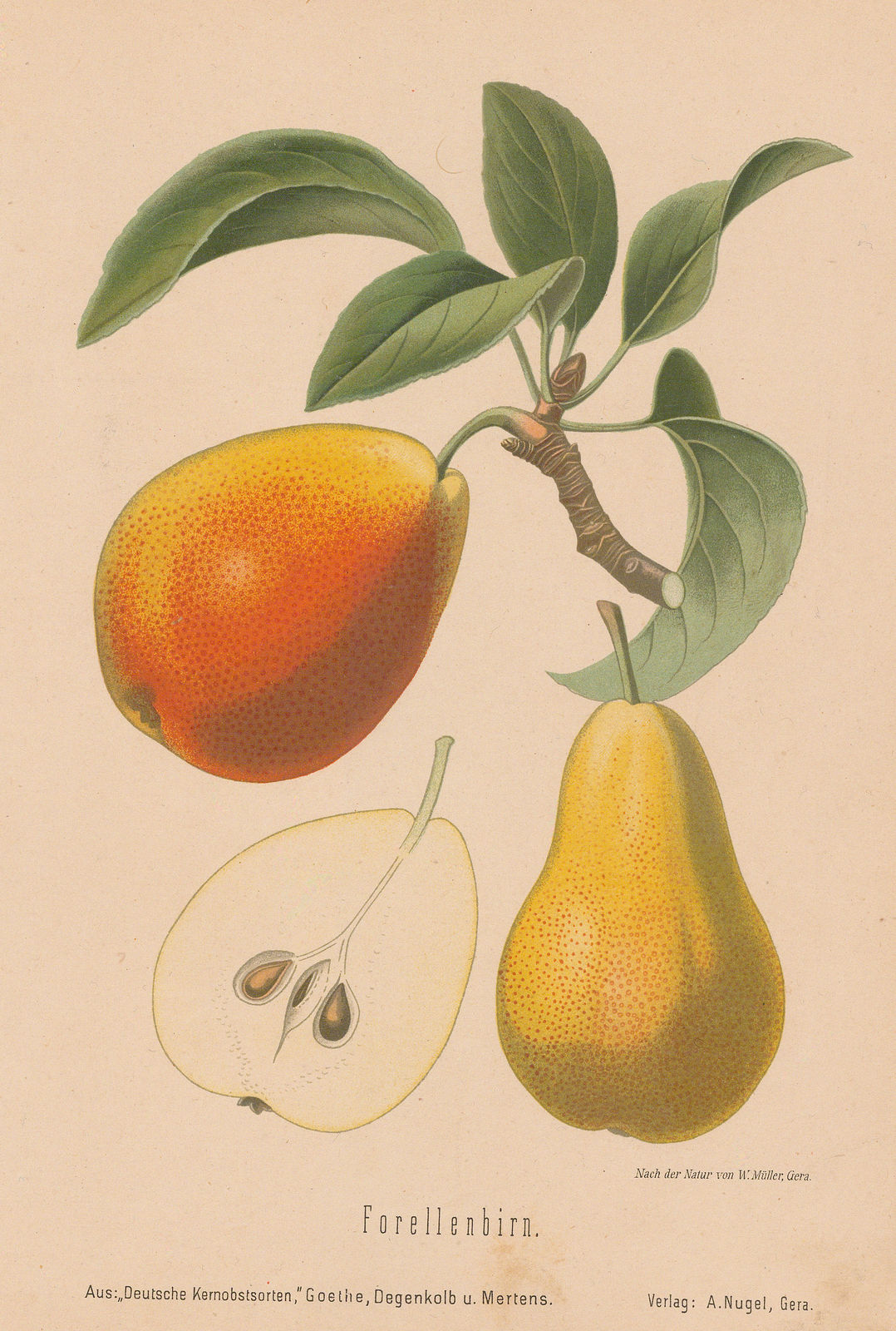 Rudolph Goethe, Pear - Forelle Pear, 1885