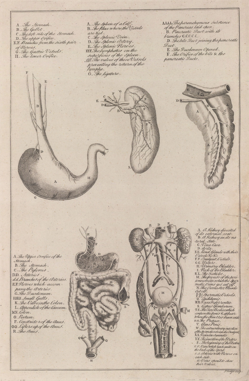 Dr George Motherby, Anatomy - Viscera, 1775
