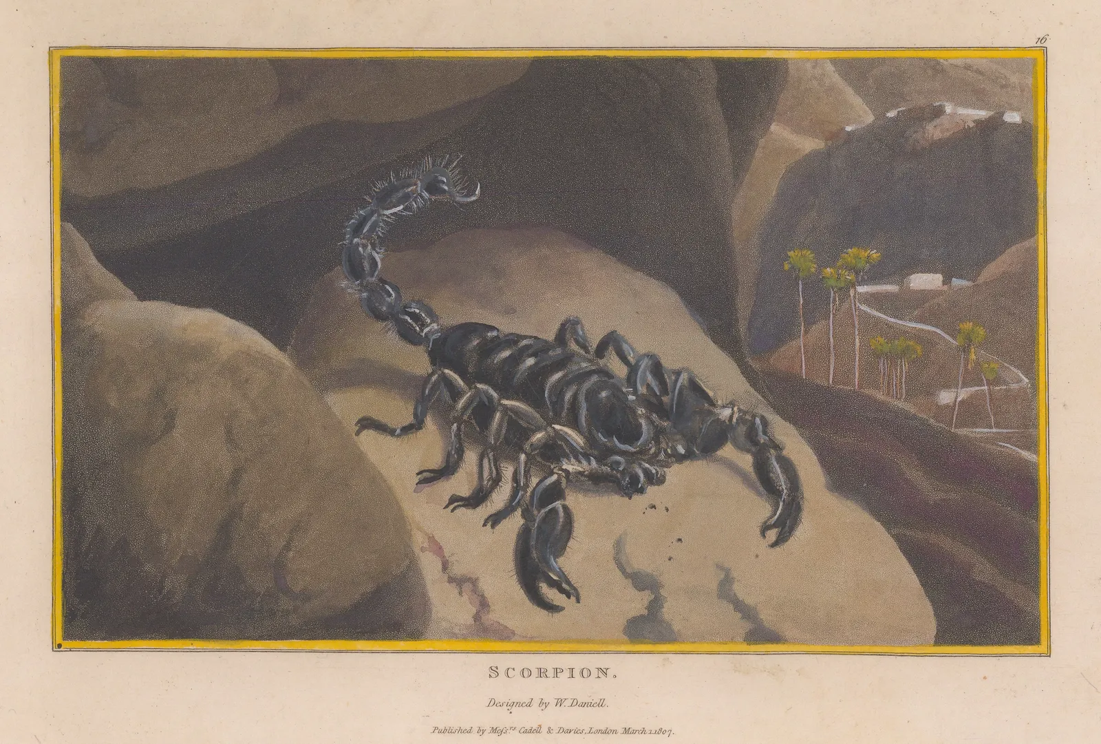 William Daniell, Insects - Scorpion, 1807