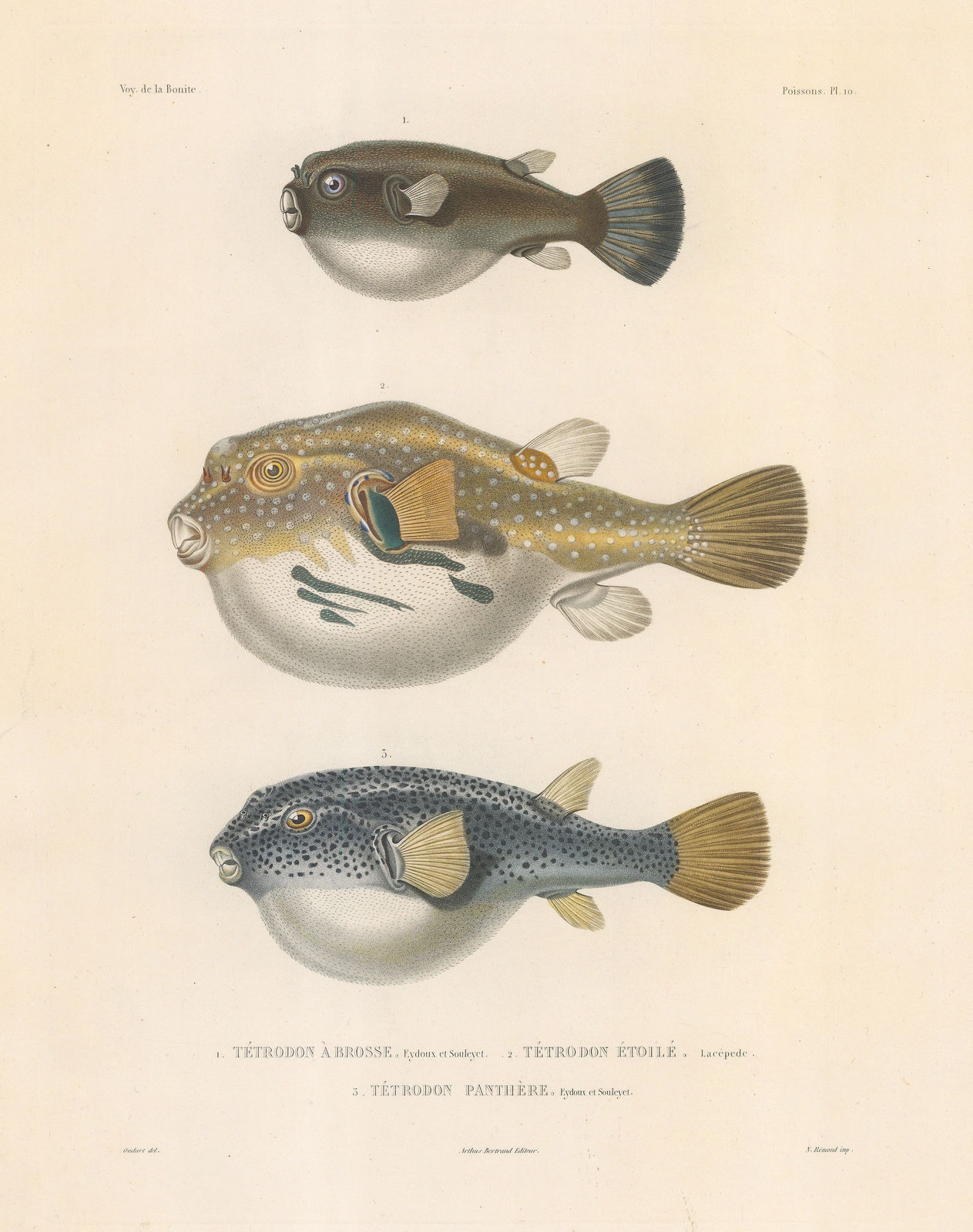 Auguste-Nicolas Vaillant, Pufferfish, 1850 c.