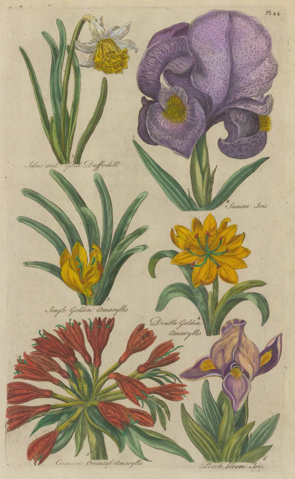 John Hill, Varieties, 1757