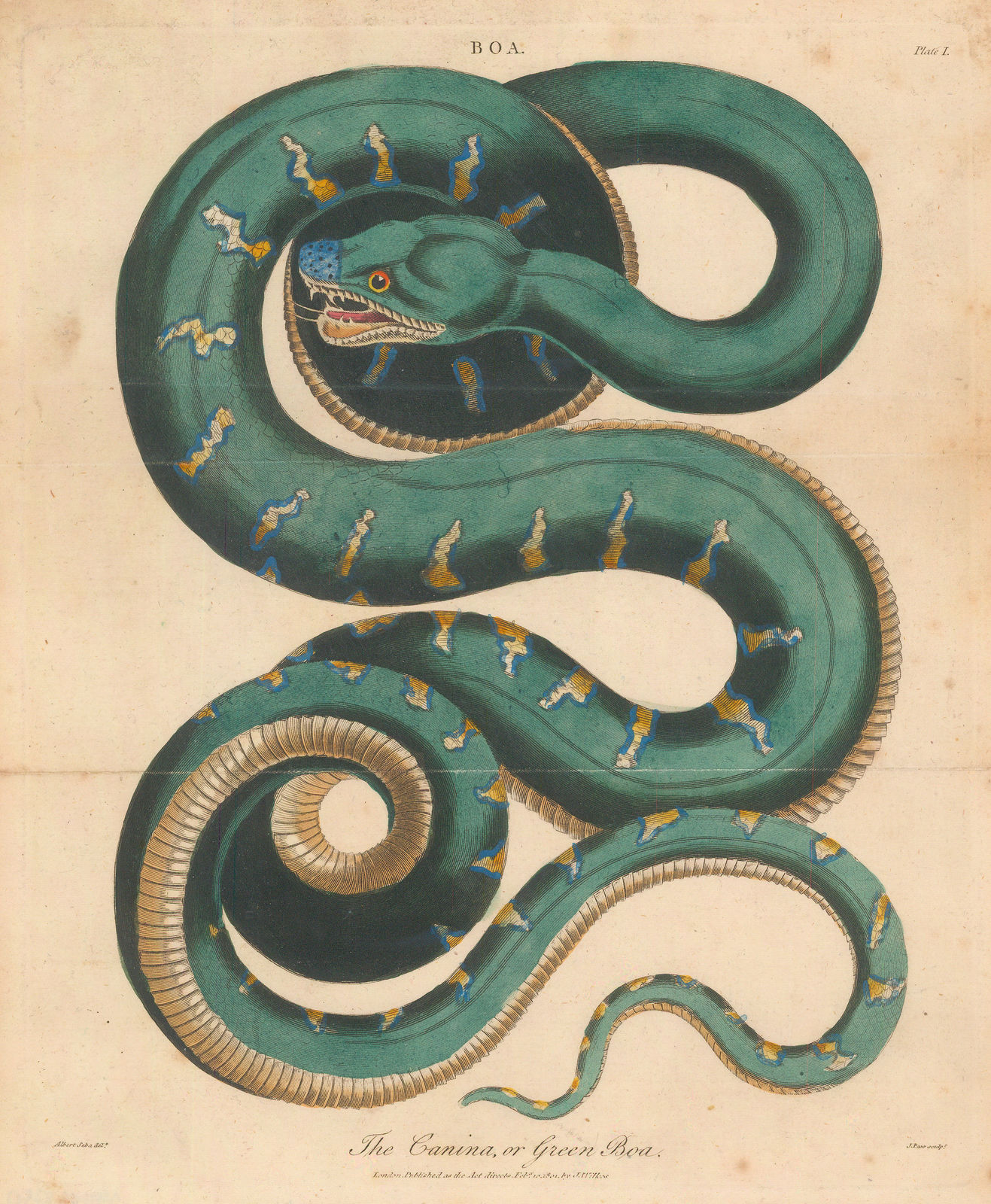 John Wilkes, Snake - Boa Constrictor, 1810