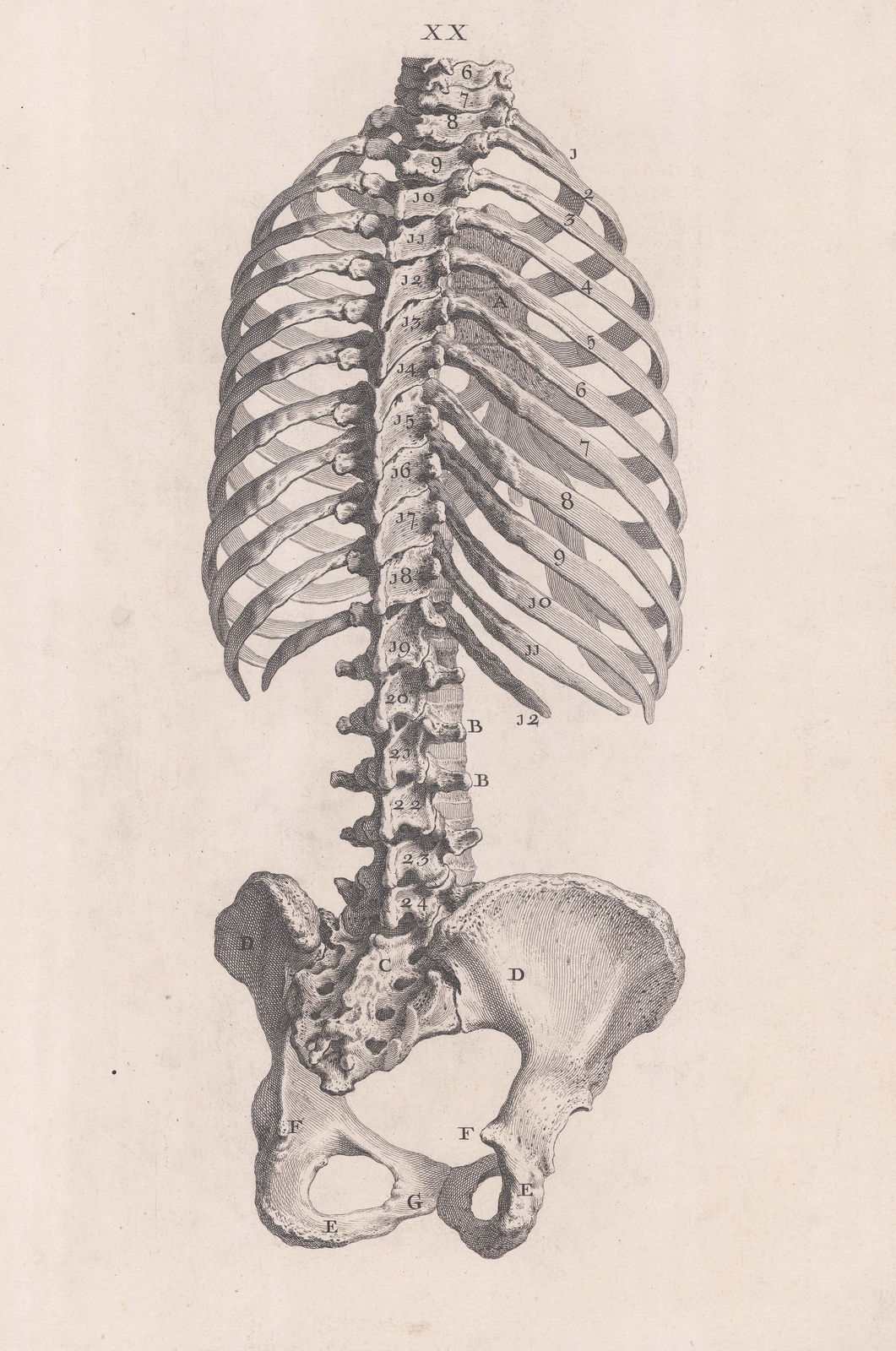William Cheselden, Anatomy - Skeleton, 1733