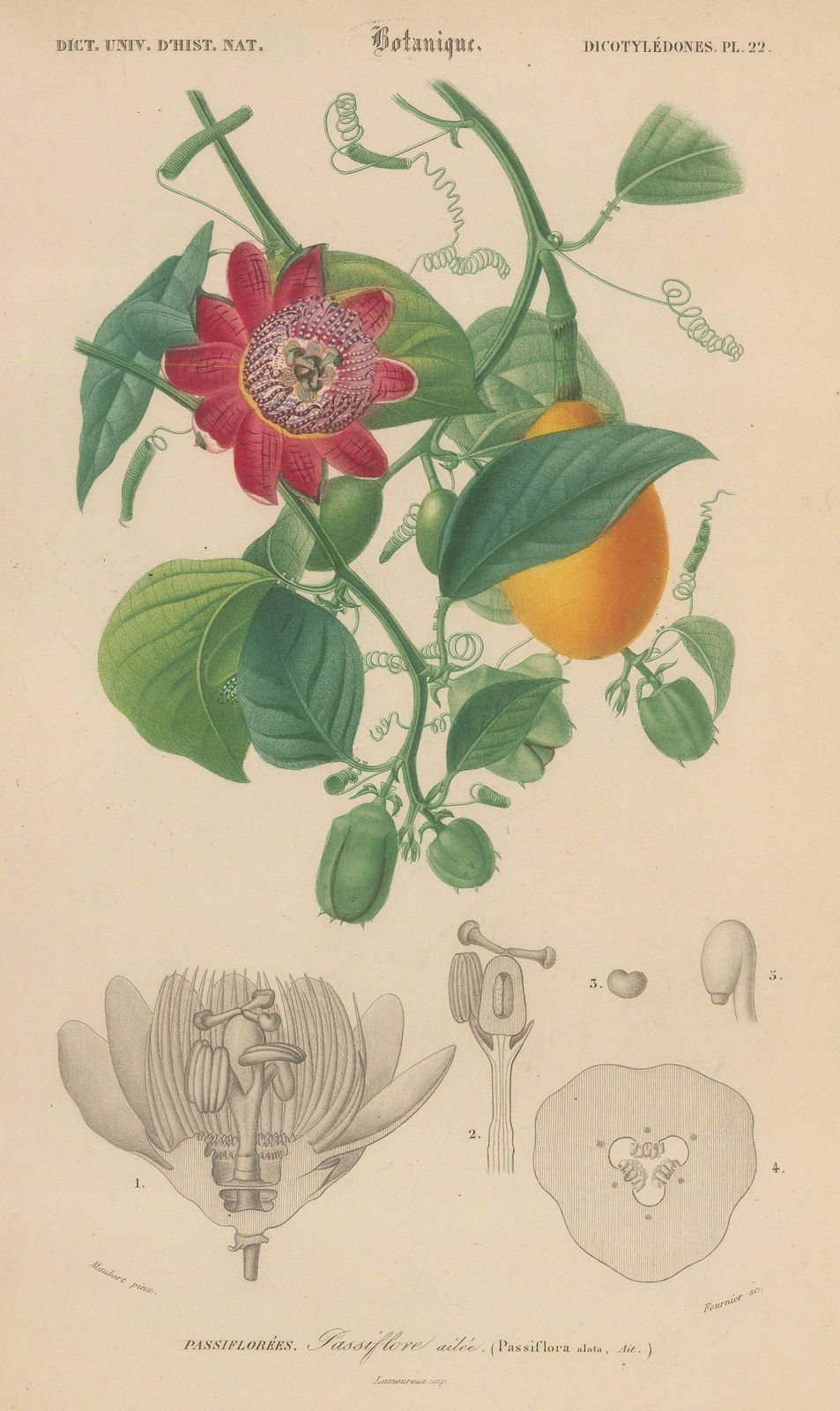 Charles d'Orbigny, Passion fruit, 1849