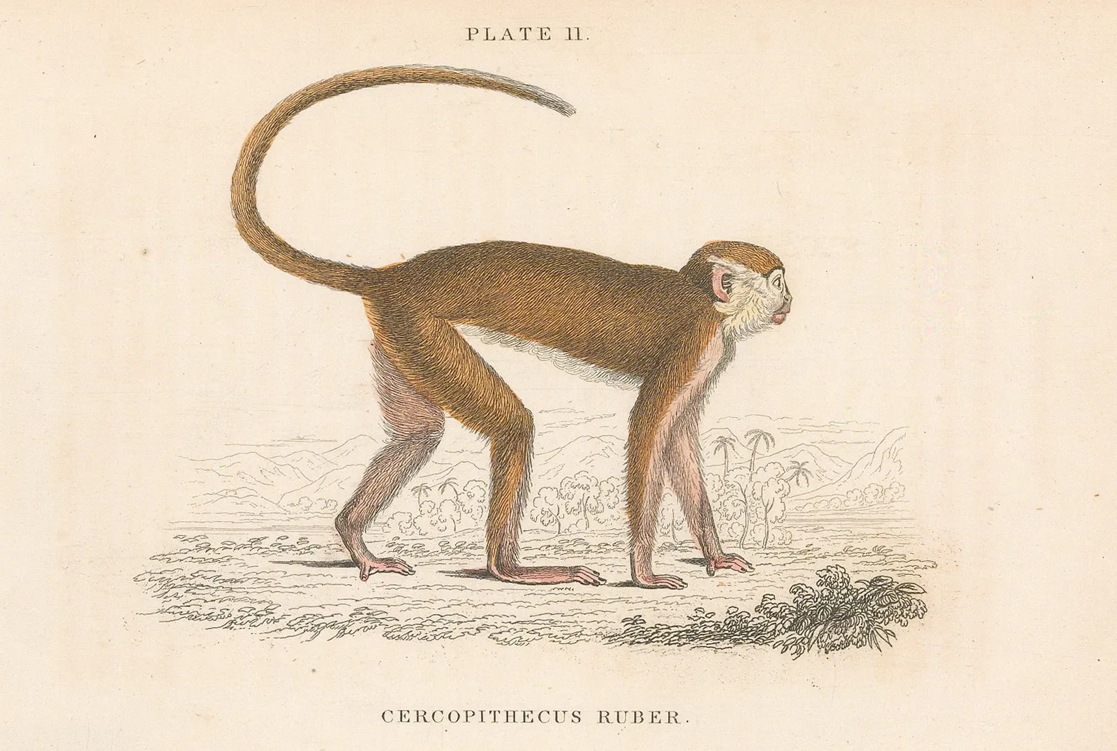 Sir William Jardine, Monkey - Red Monkey, 1843