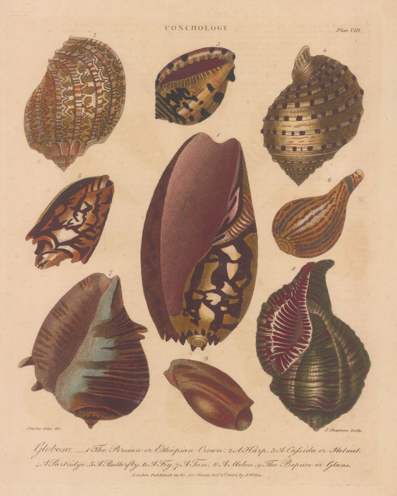 John Wilkes, Shells - Mollusks, 1810