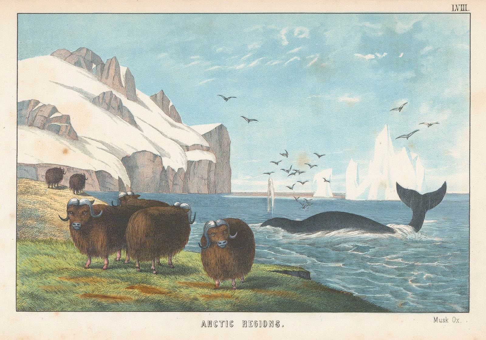 Edmonston & Douglas, Arctic - Musk Ox & Sperm whale, 1862