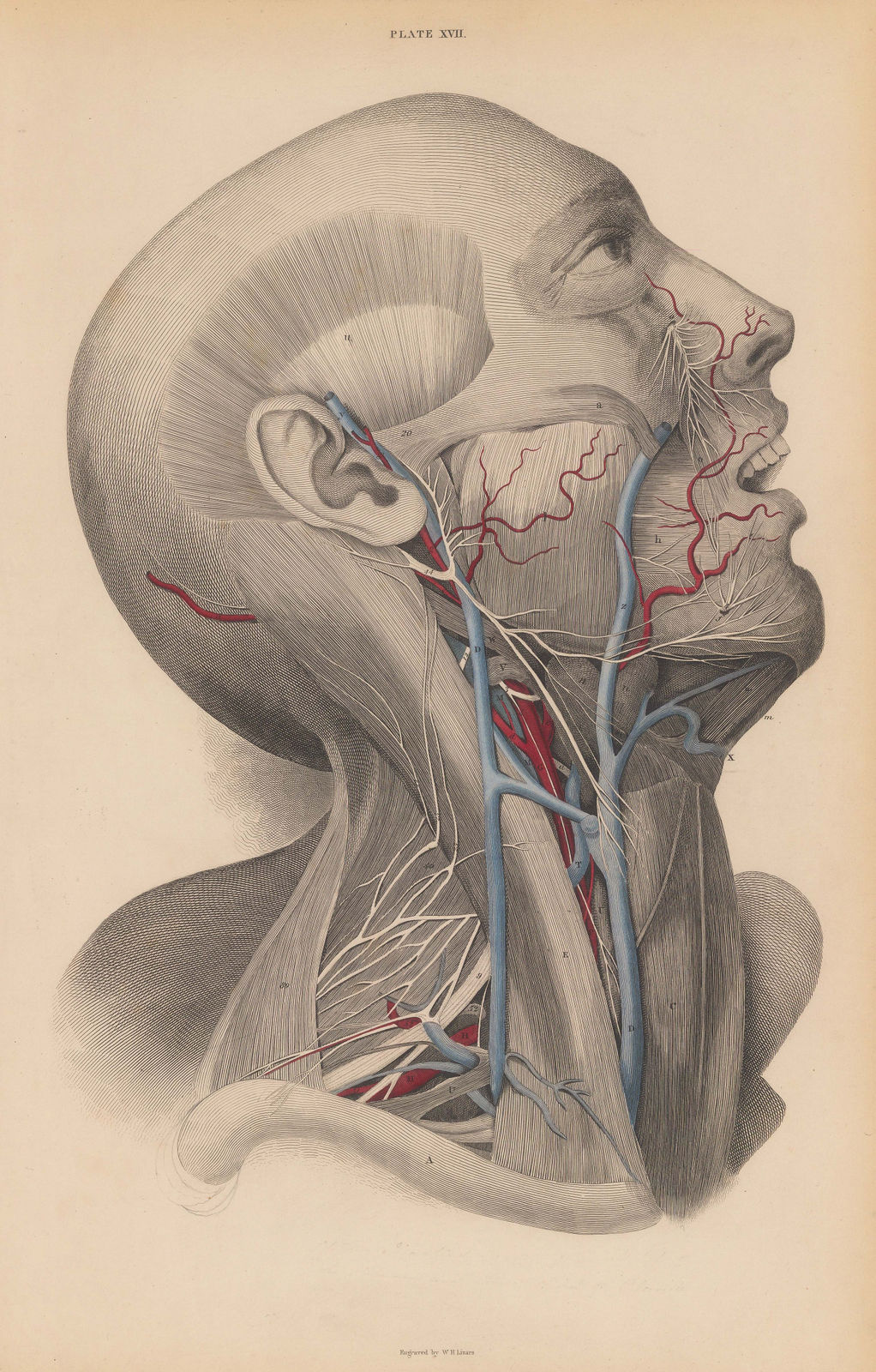 John & William Lizars, Anatomy - Head and Throat, 1840