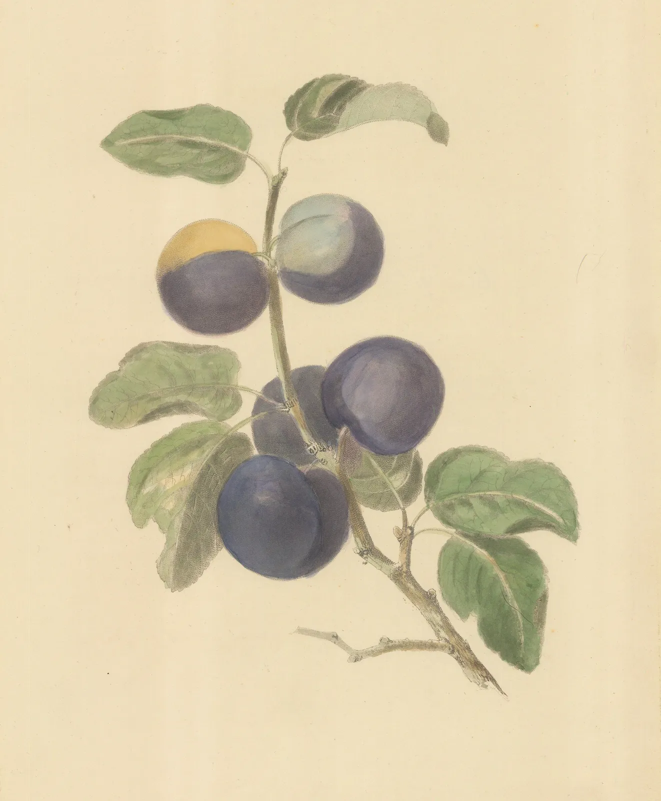 George Brookshaw, Plum - Purple and Yellow plums, 1817 c.