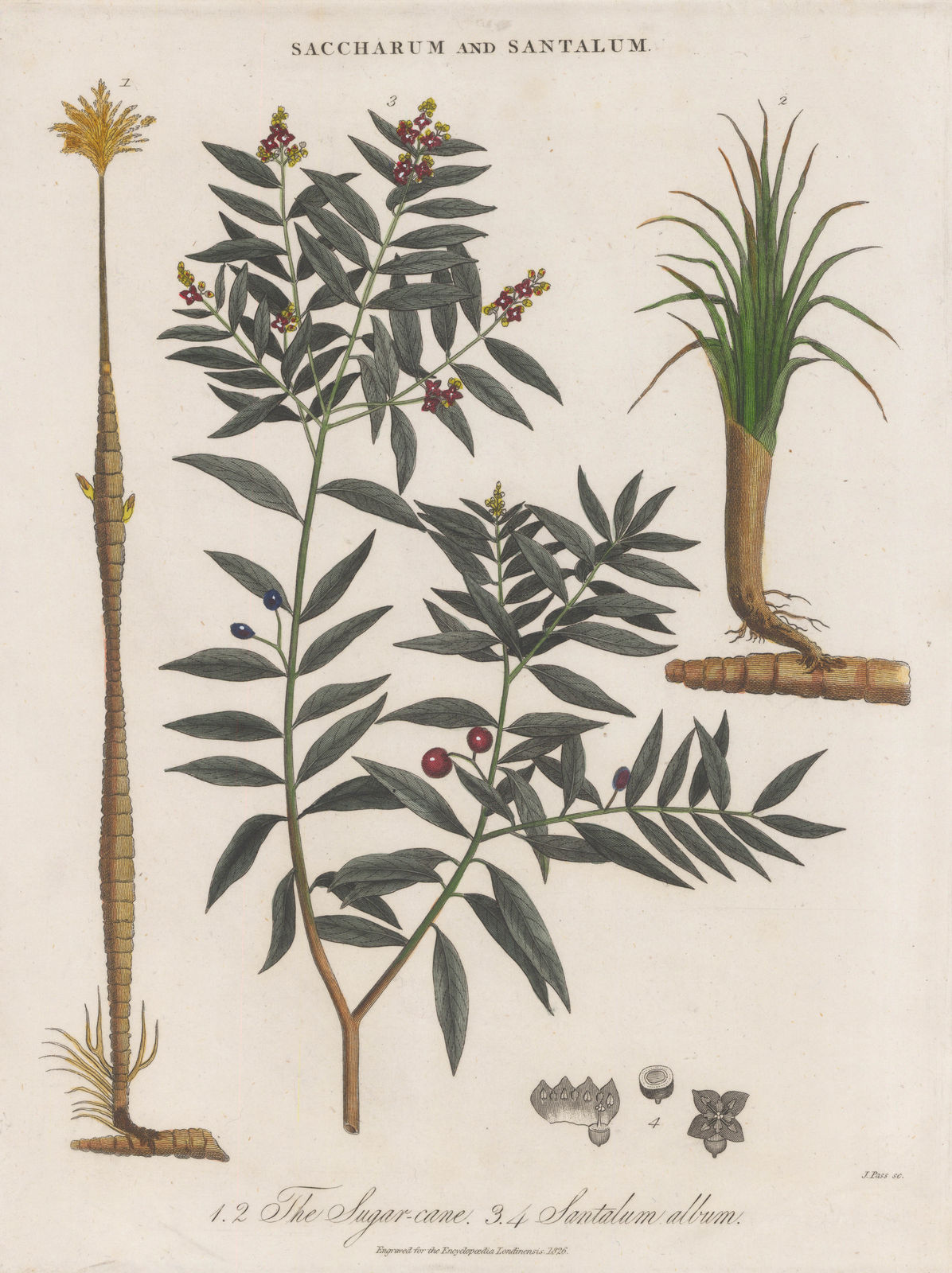 John Wilkes, Sugarcane and Sandalwood , 1826