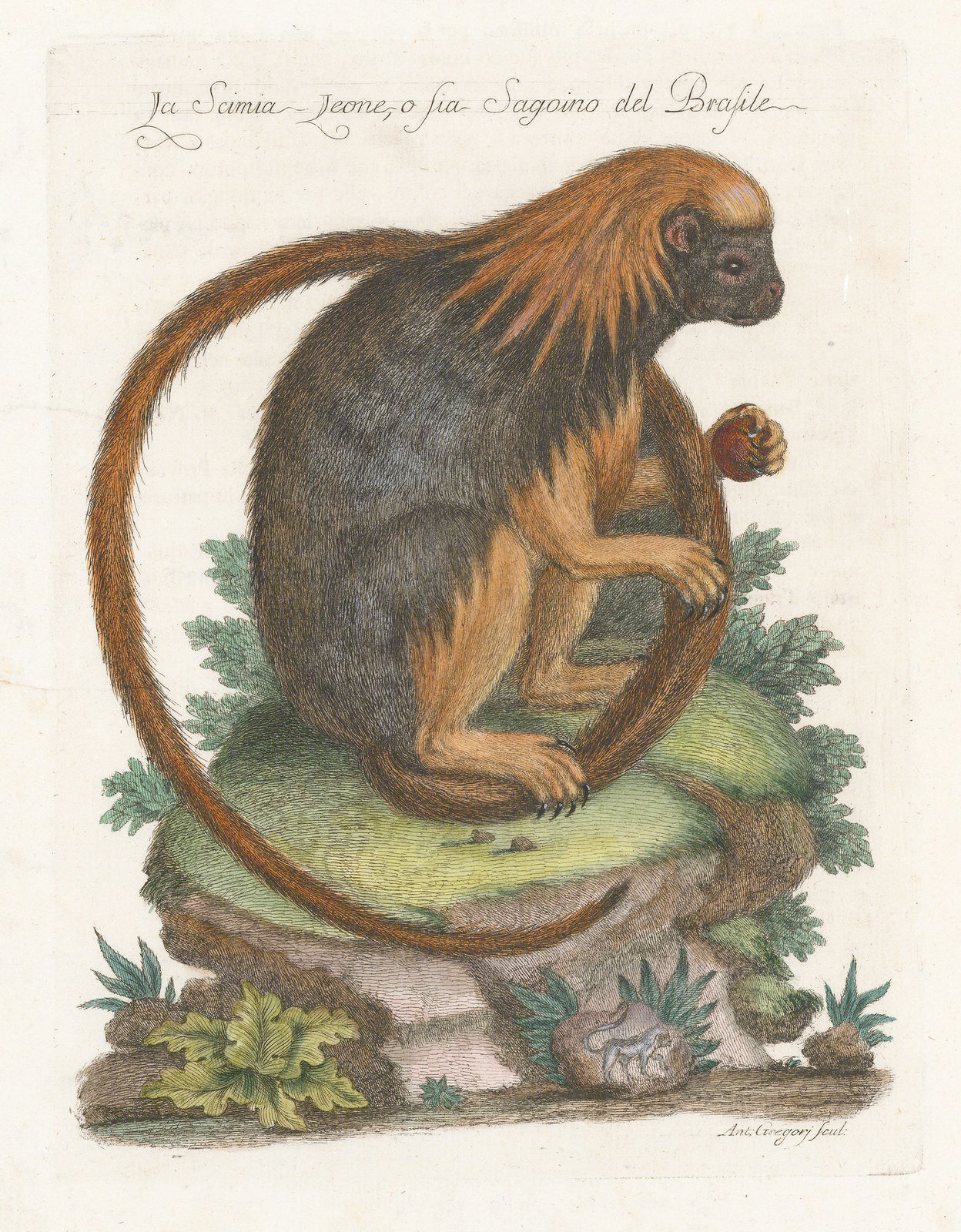 Marco Coltellini, Golden-headed Lion Tamarin , 1763