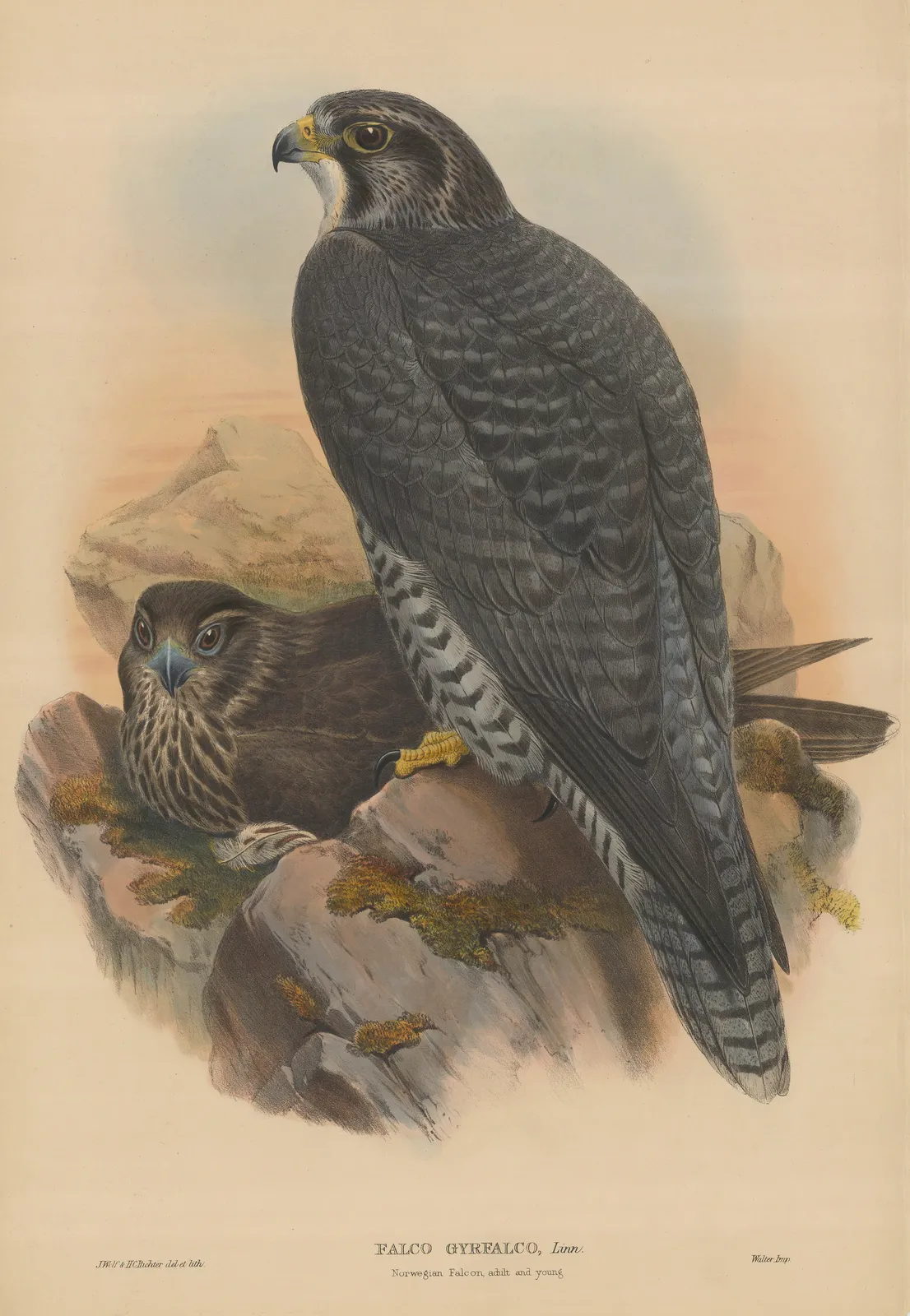 John Gould, Falcon - Gyrfalcon , 1873 c.