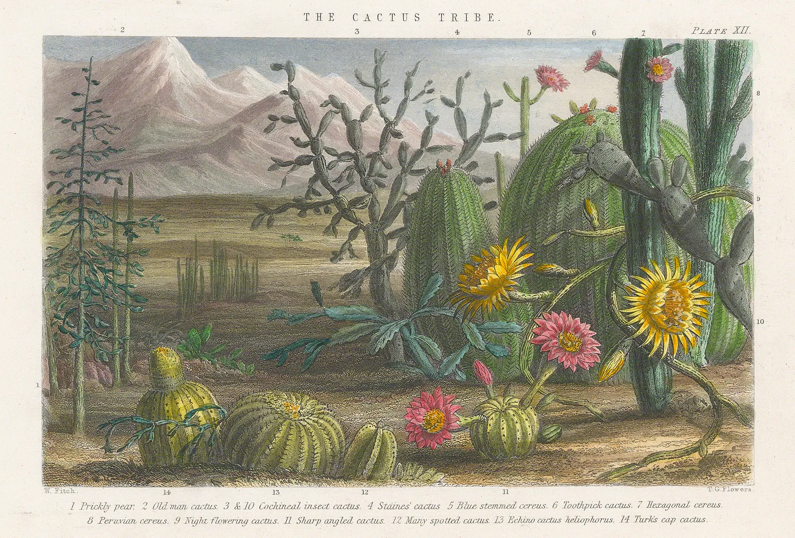 William Rhind, Cacti, 1855