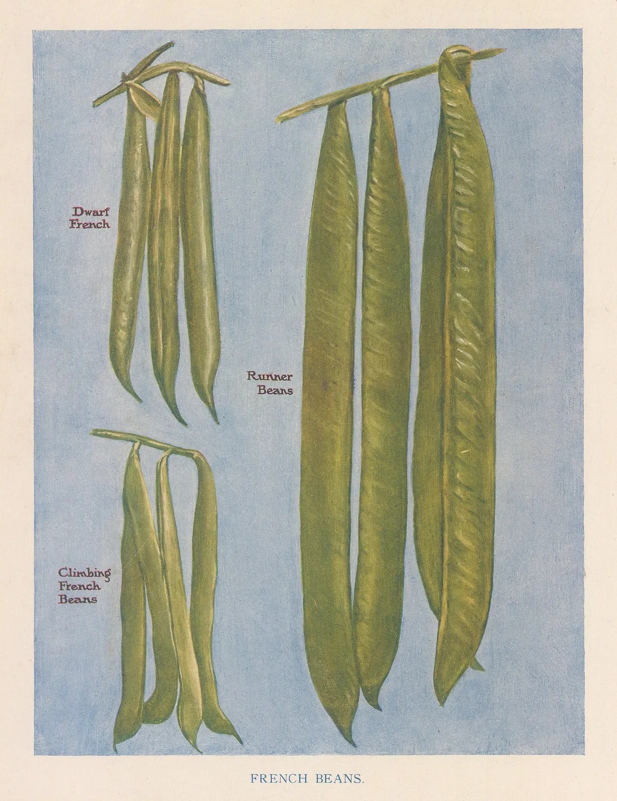 John Wright, Vegetables - Beans, 1890