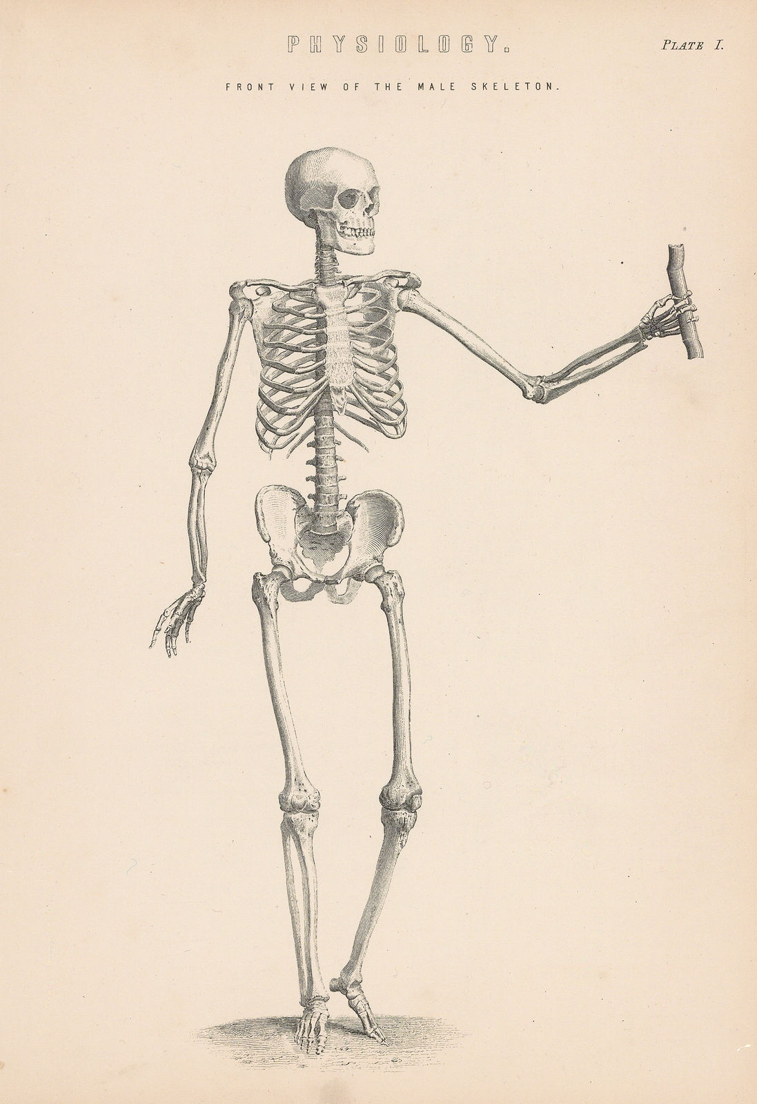 William Home Lizars, Anatomy - Skeleton, 1860 c.