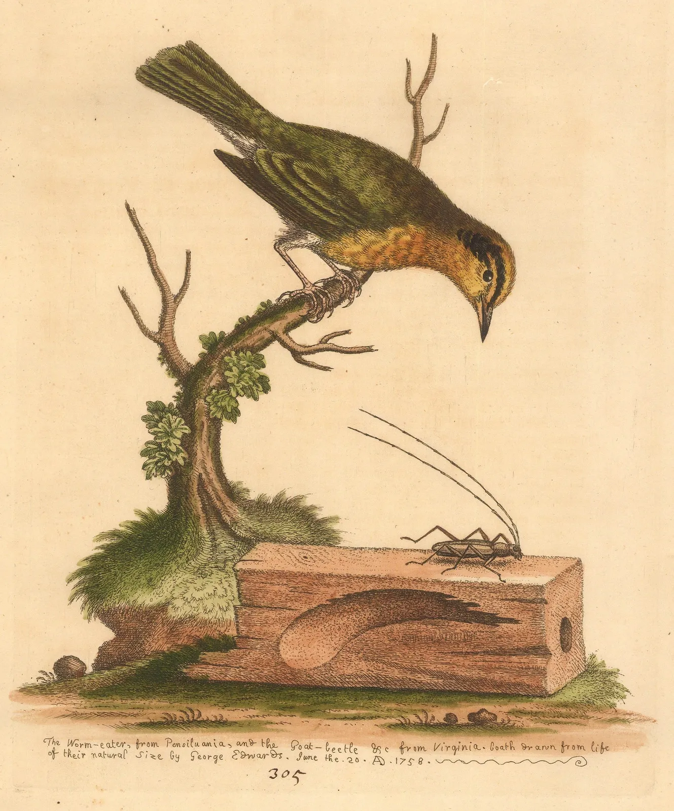 George Edwards, Warbler - New World Warbler and Capricorn Beetle, 1764