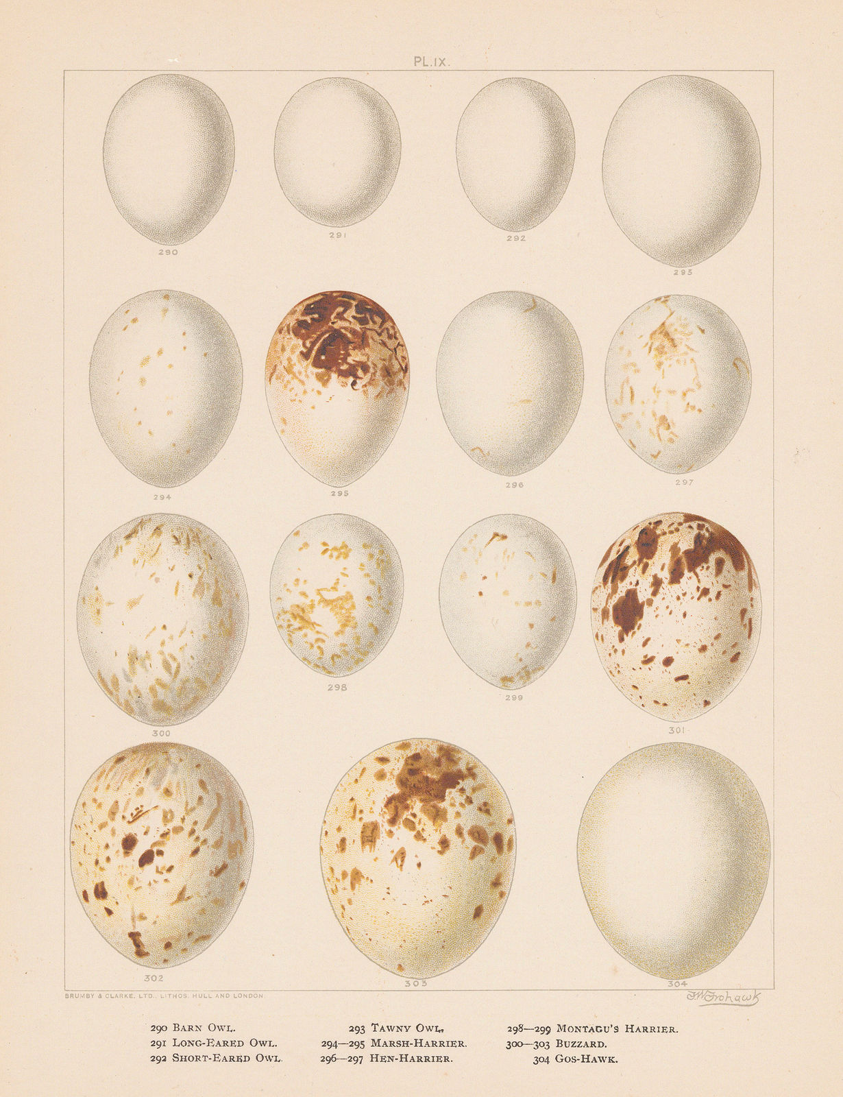 Frederick W. Frowhawk, Eggs, 1896