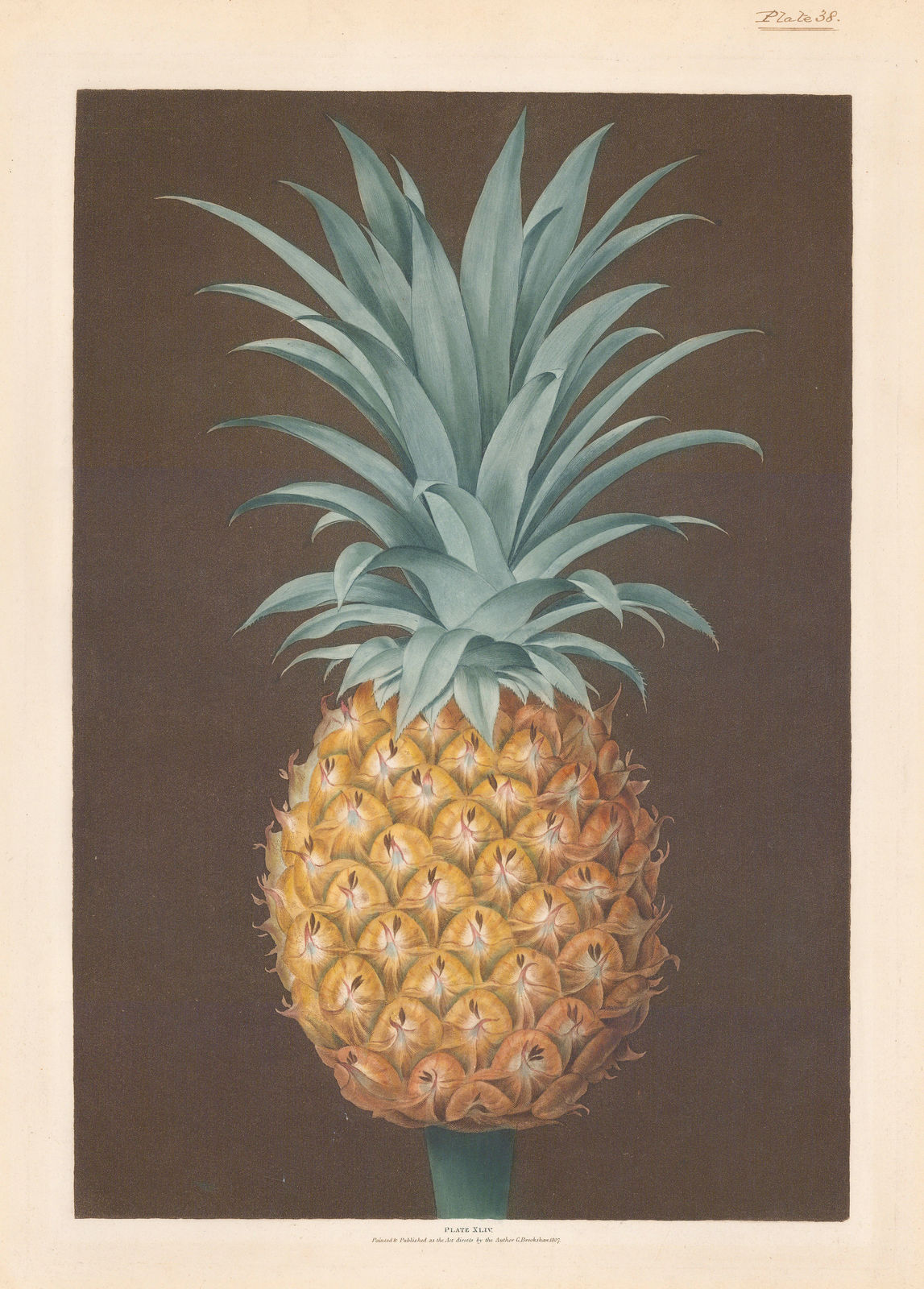 George Brookshaw, Pineapple - Antigua Pineapple, 1812
