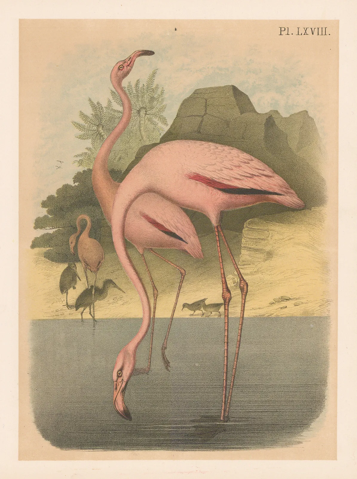 Jacob H. Studer, Flamingo - Greater Flamingo, 1903