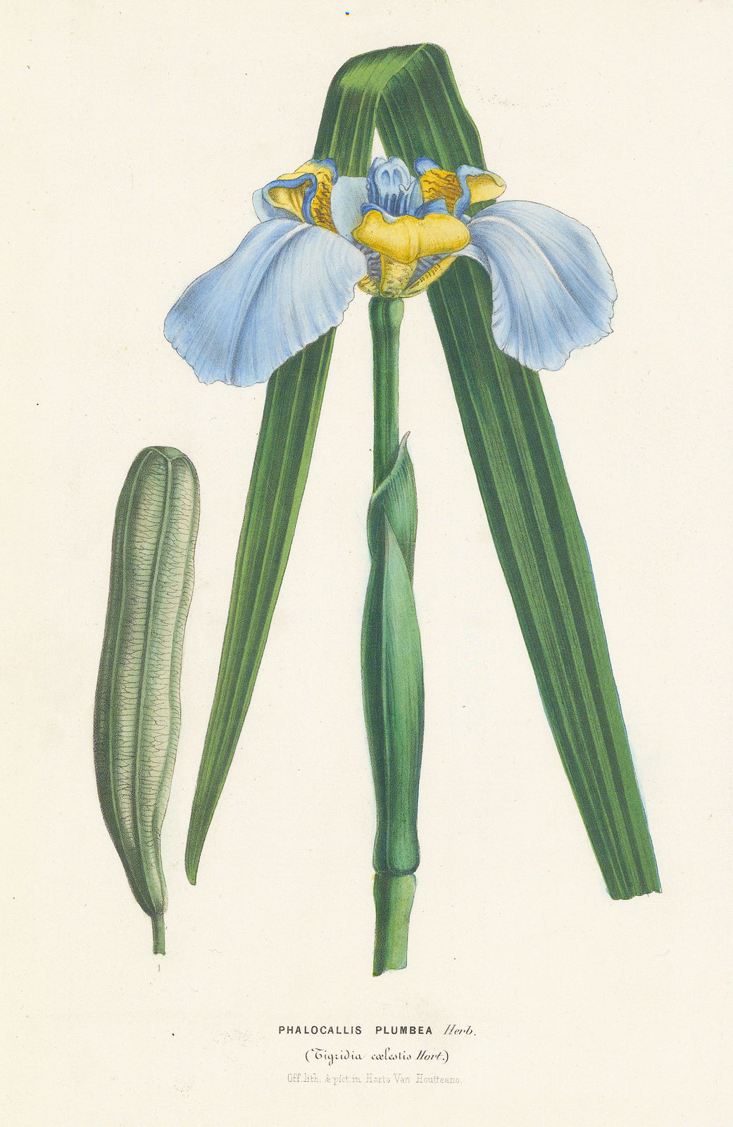 Louis van Houtte, Blue Goblet Flower, 1848