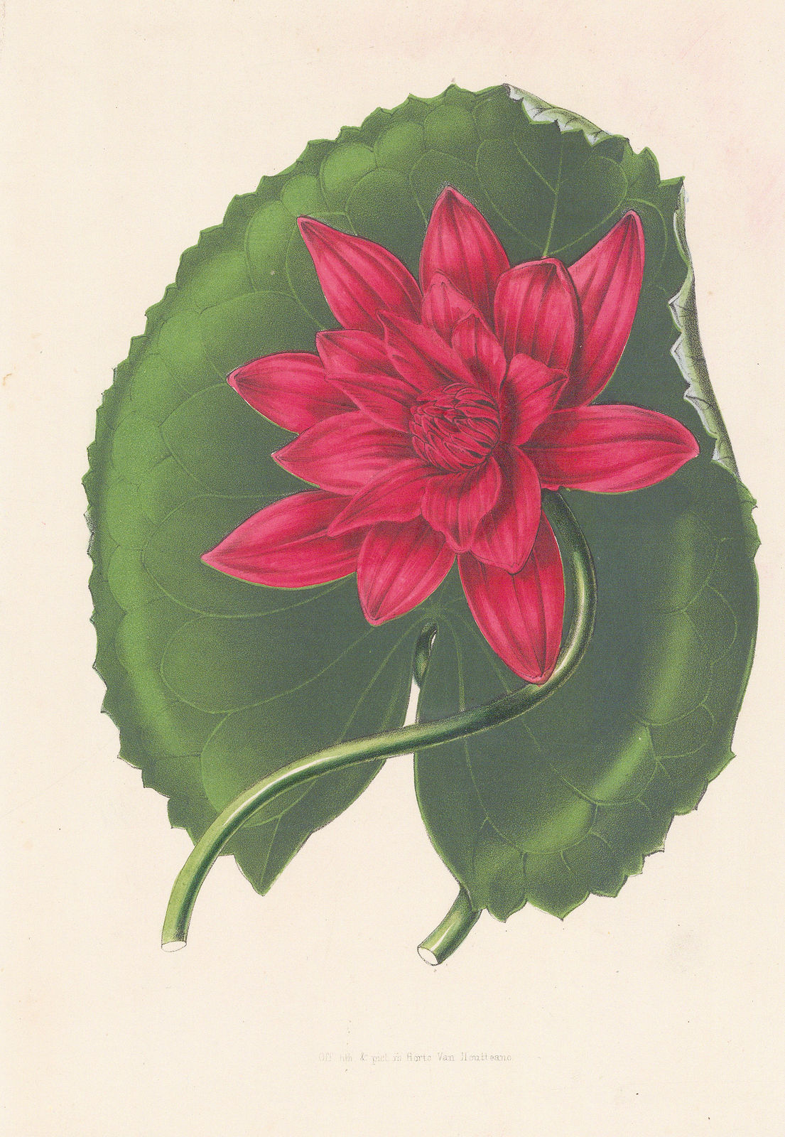 Louis van Houtte, Water Lily, 1851