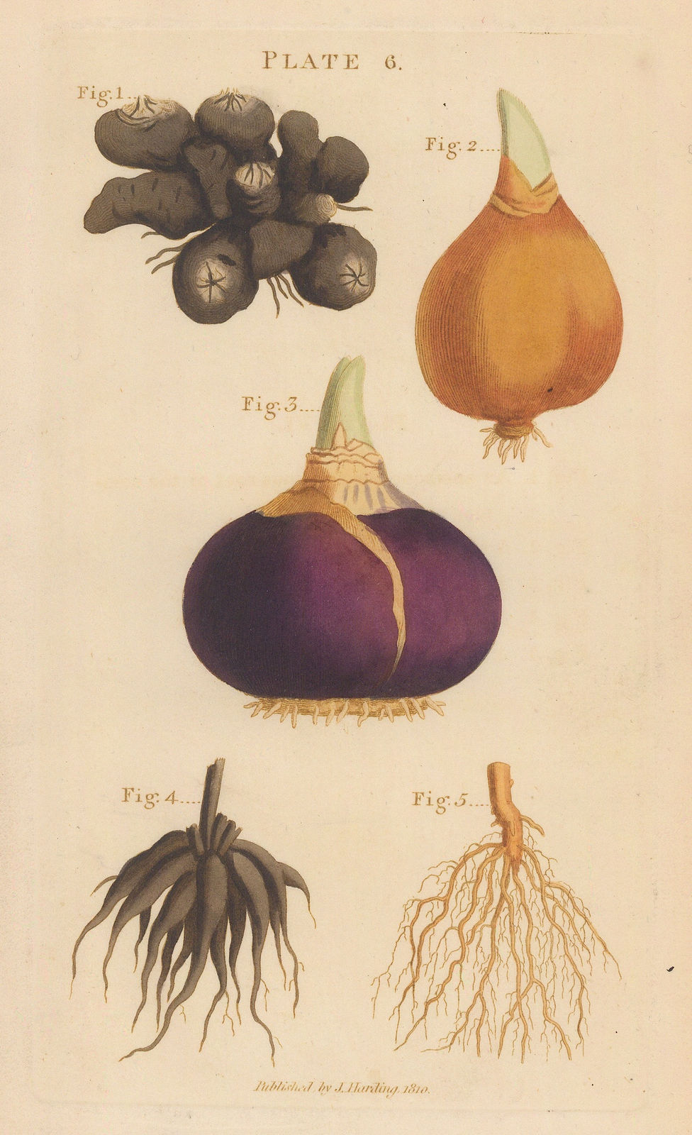 James Maddock, Roots, 1822