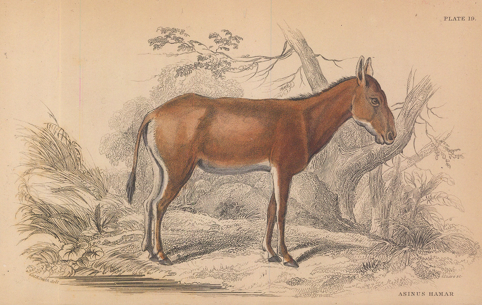 Sir William Jardine, Donkey, 1843