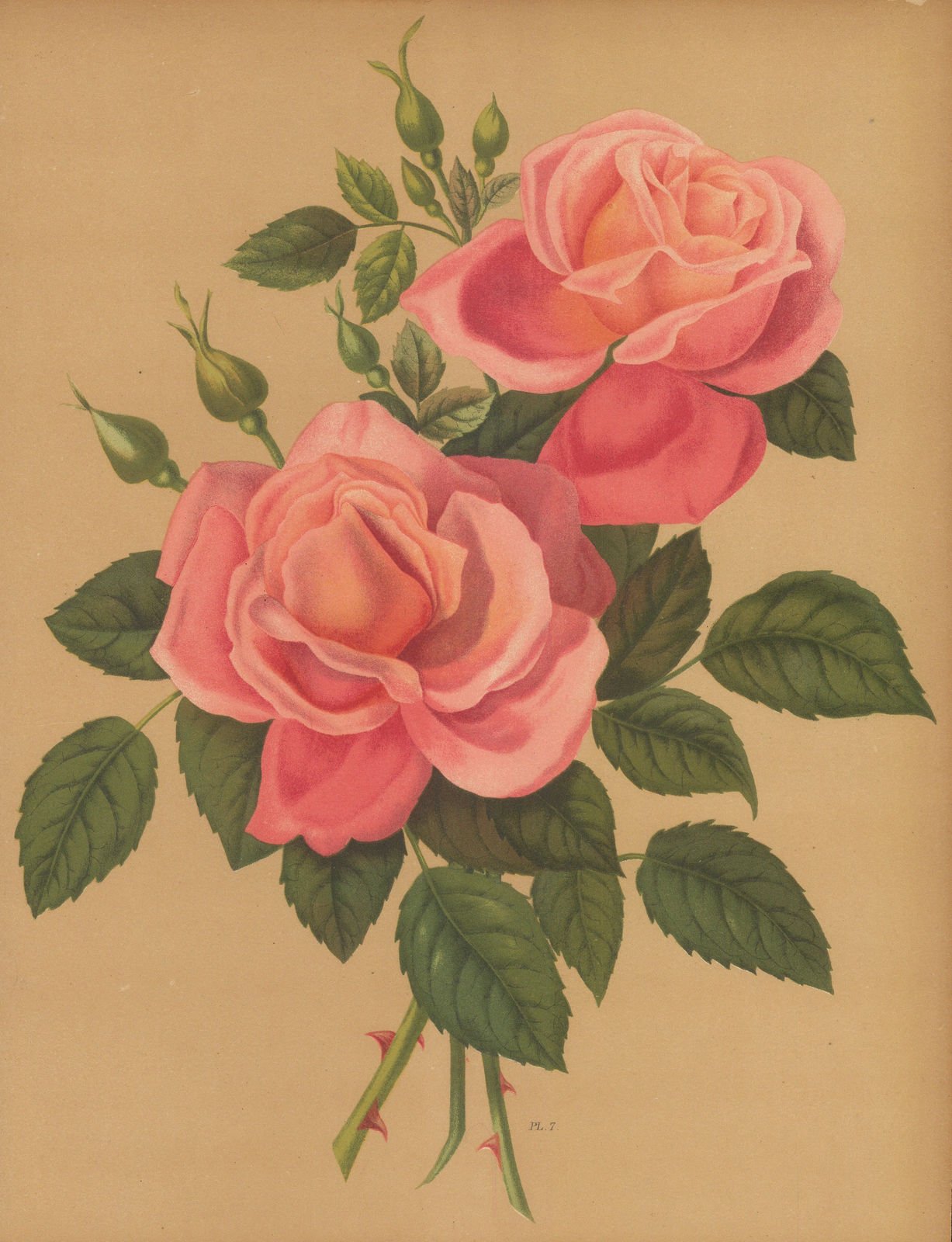 Harriot, Rose, 1904