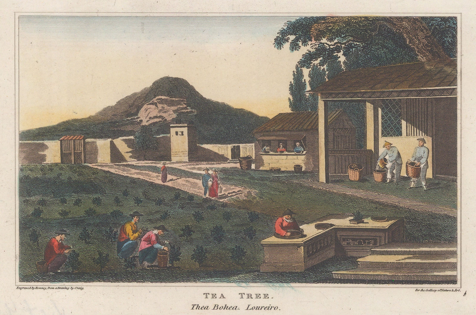 Edward Polehampton, Tea - Tea trees, 1818