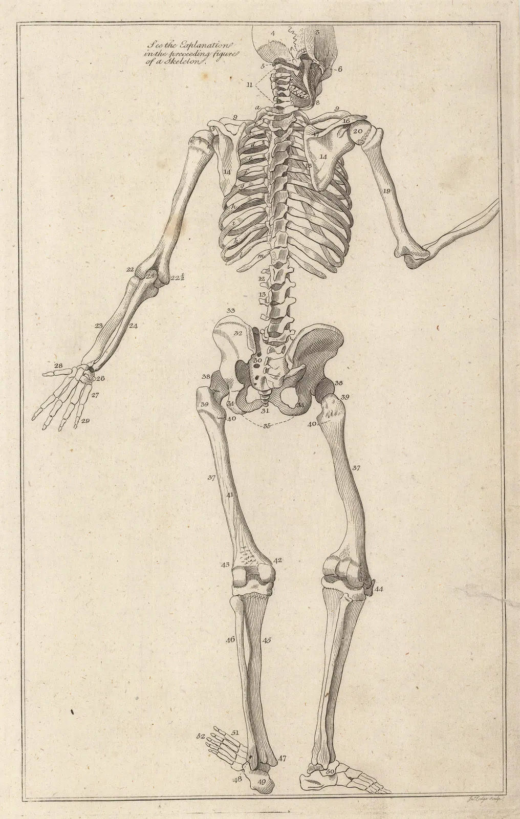 Dr George Motherby, Anatomy - Skeleton, 1775